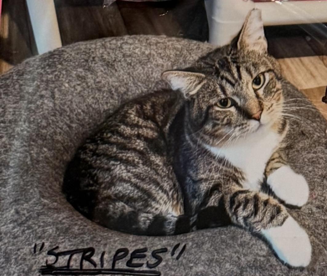 Stripes, Adoptable, Adult Male Domestic Short Hair.