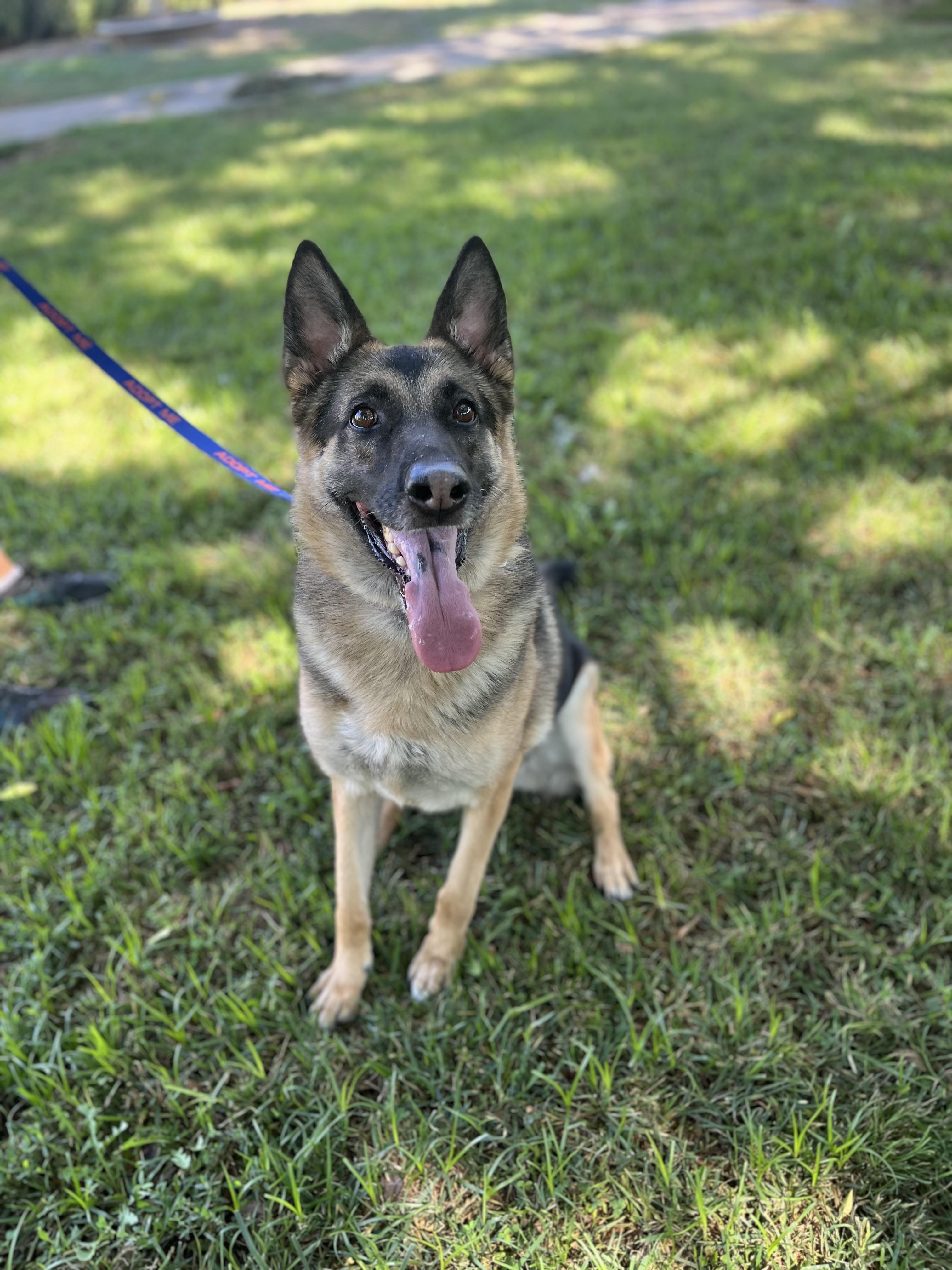 BRIE, ADOPTABLE, Adult Female German Shepherd Dog.