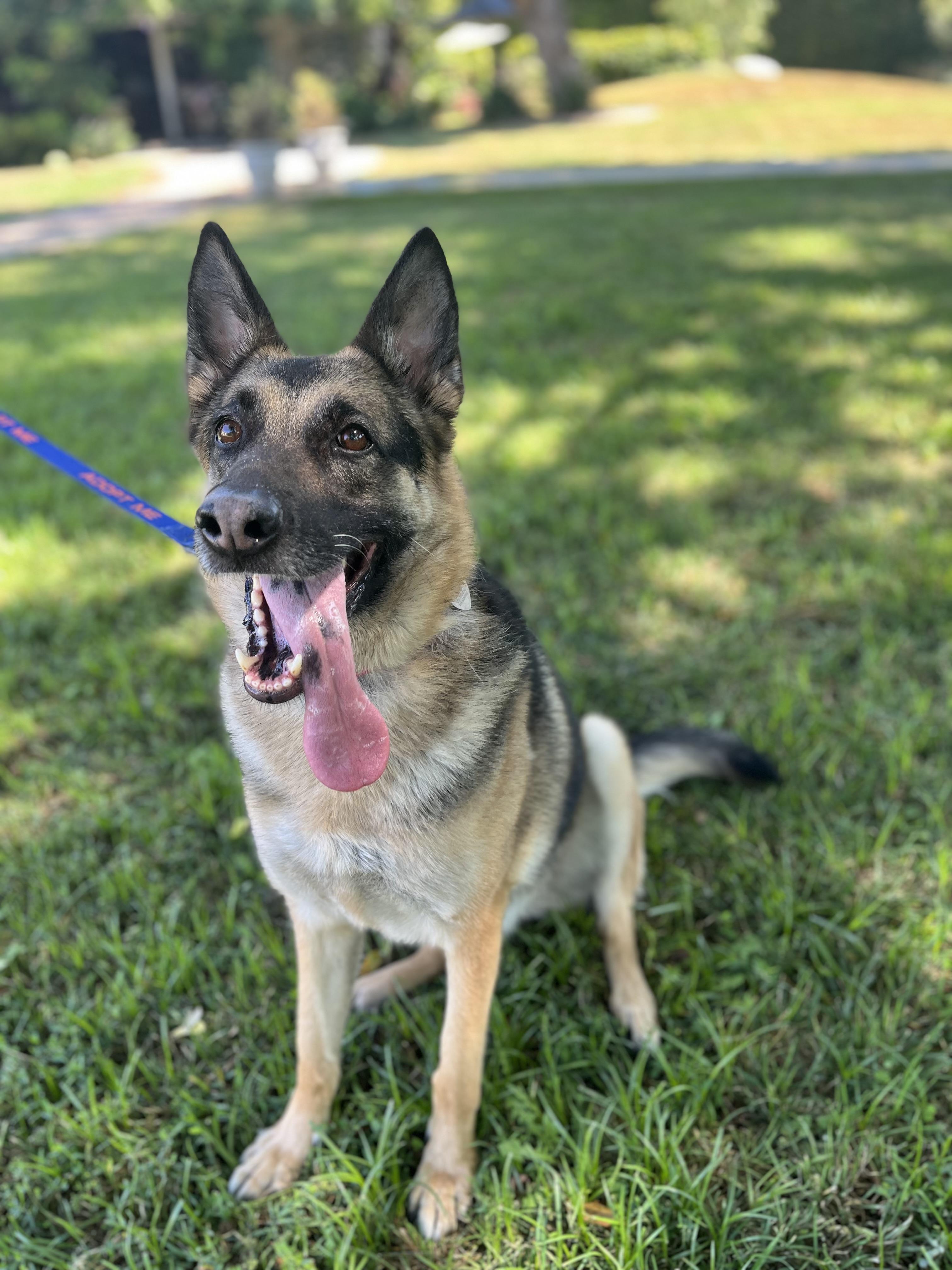Enlarge BRIE, a ADOPTABLE German Shepherd Dog in Los Angeles, CA image 4/6