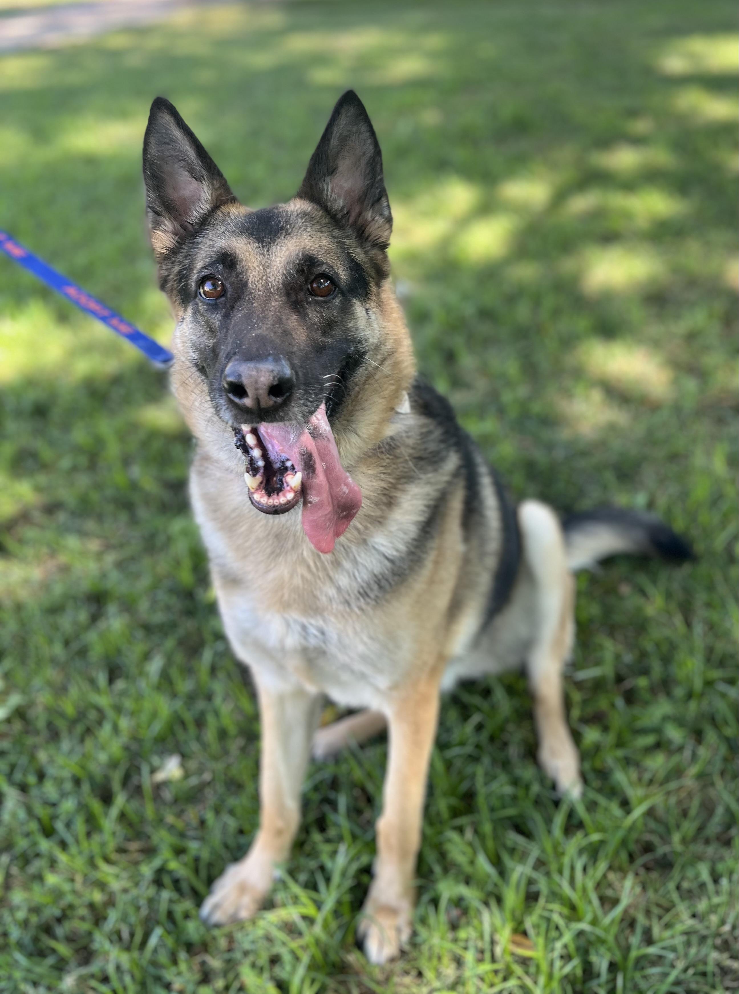 Enlarge BRIE, a ADOPTABLE German Shepherd Dog in Los Angeles, CA image 3/6