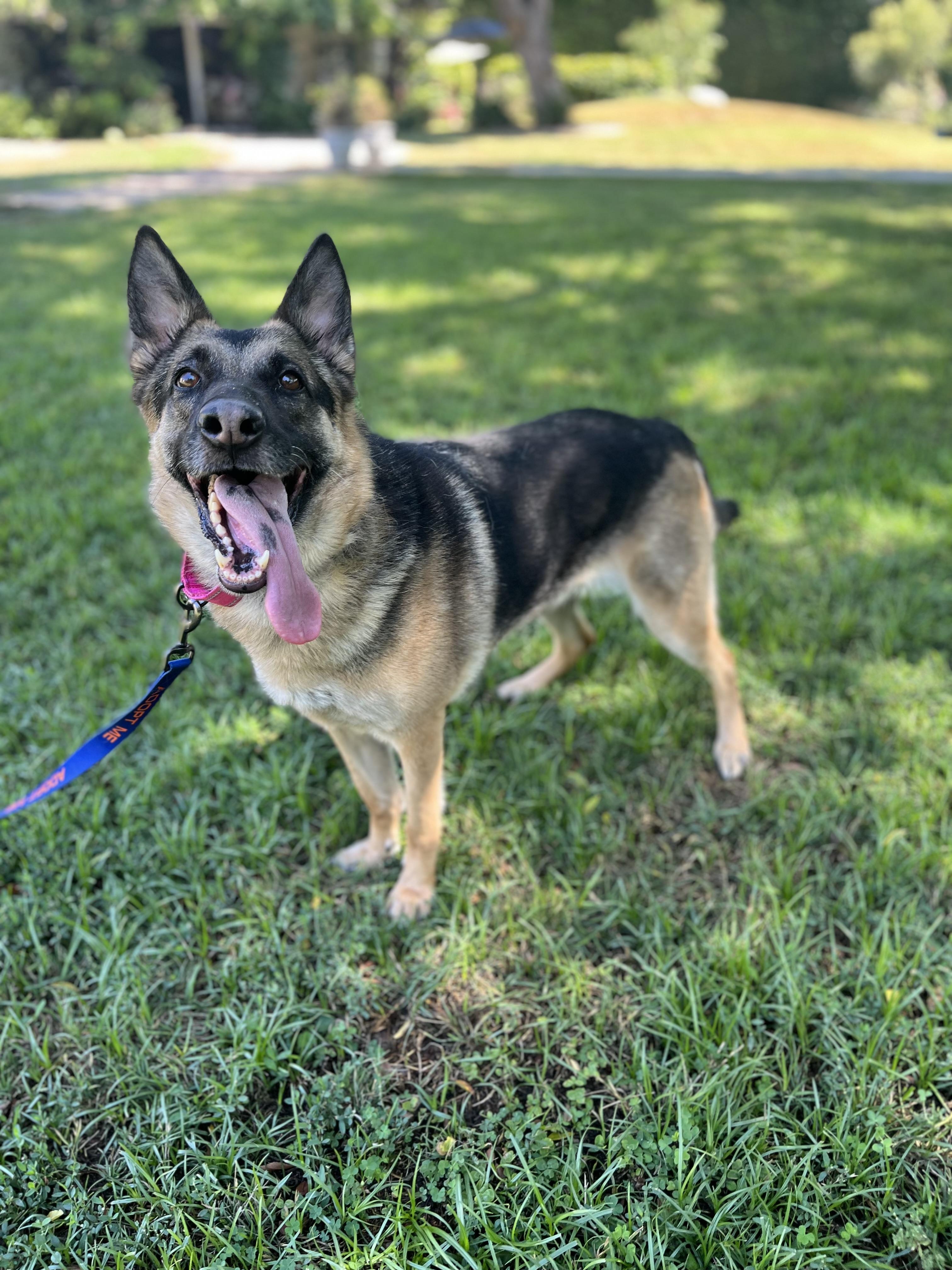Enlarge BRIE, a ADOPTABLE German Shepherd Dog in Los Angeles, CA image 5/6