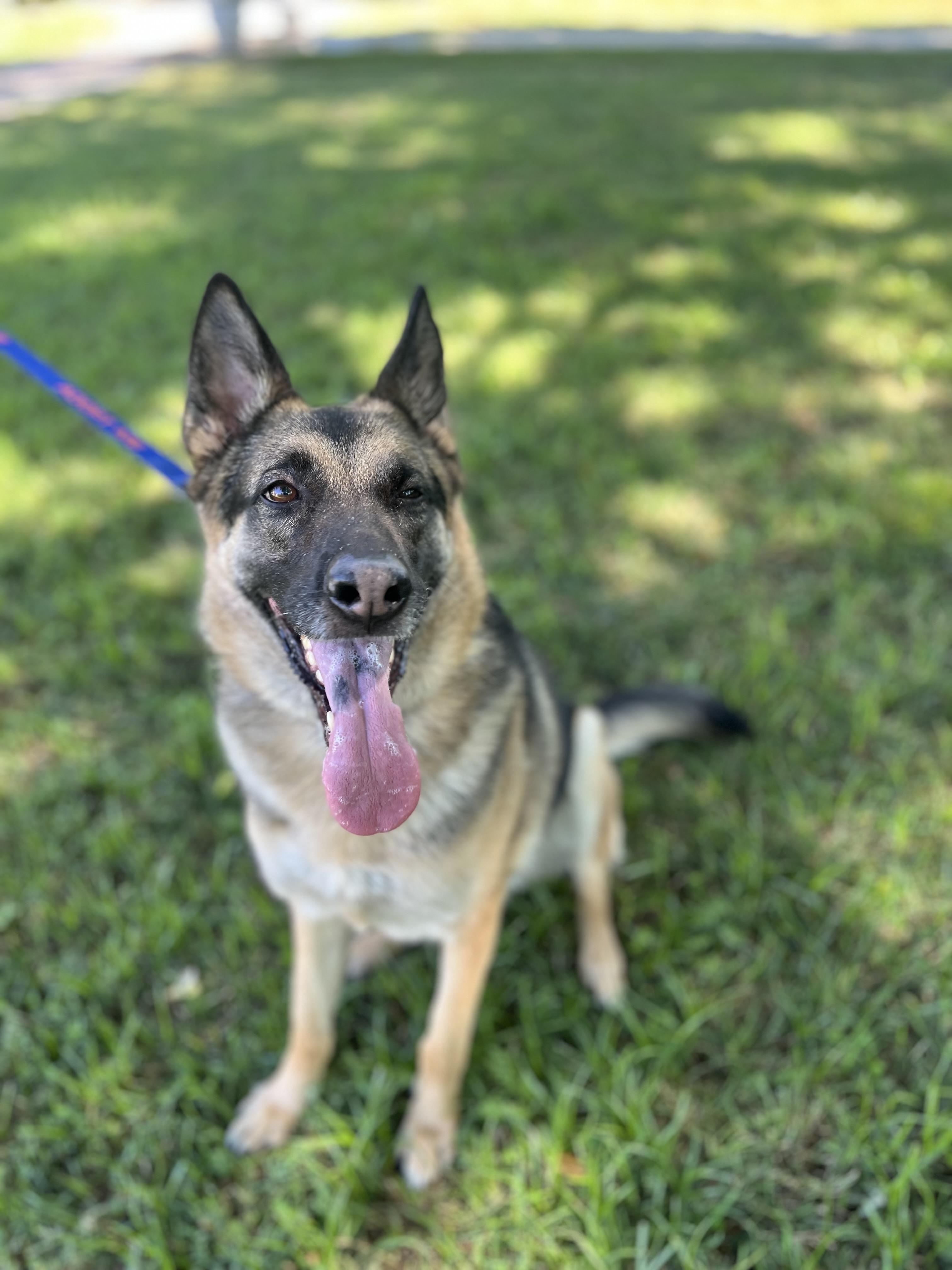 Enlarge BRIE, a ADOPTABLE German Shepherd Dog in Los Angeles, CA image 2/6