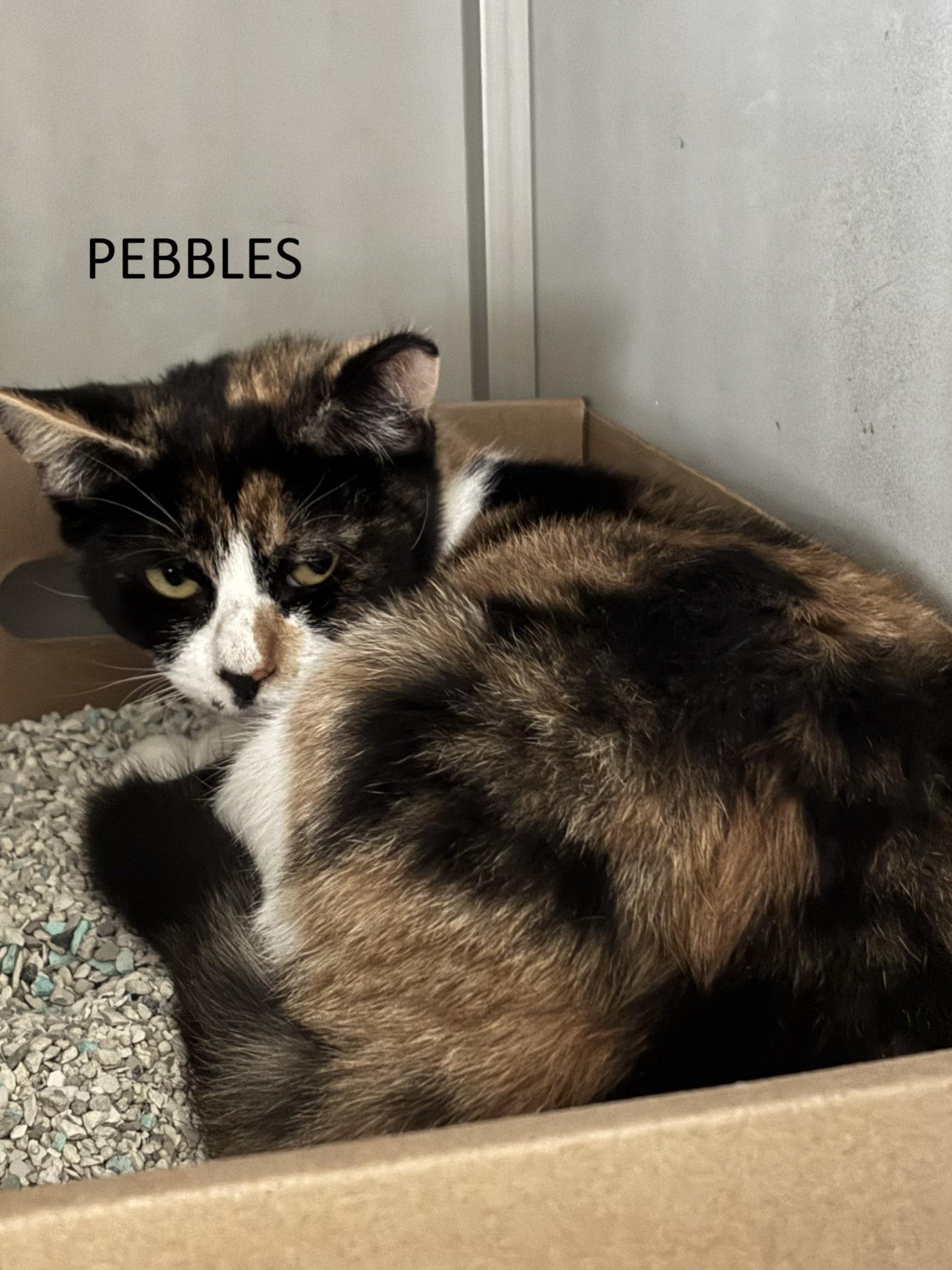 Pebbles, Adoptable, Young Female Domestic Short Hair.