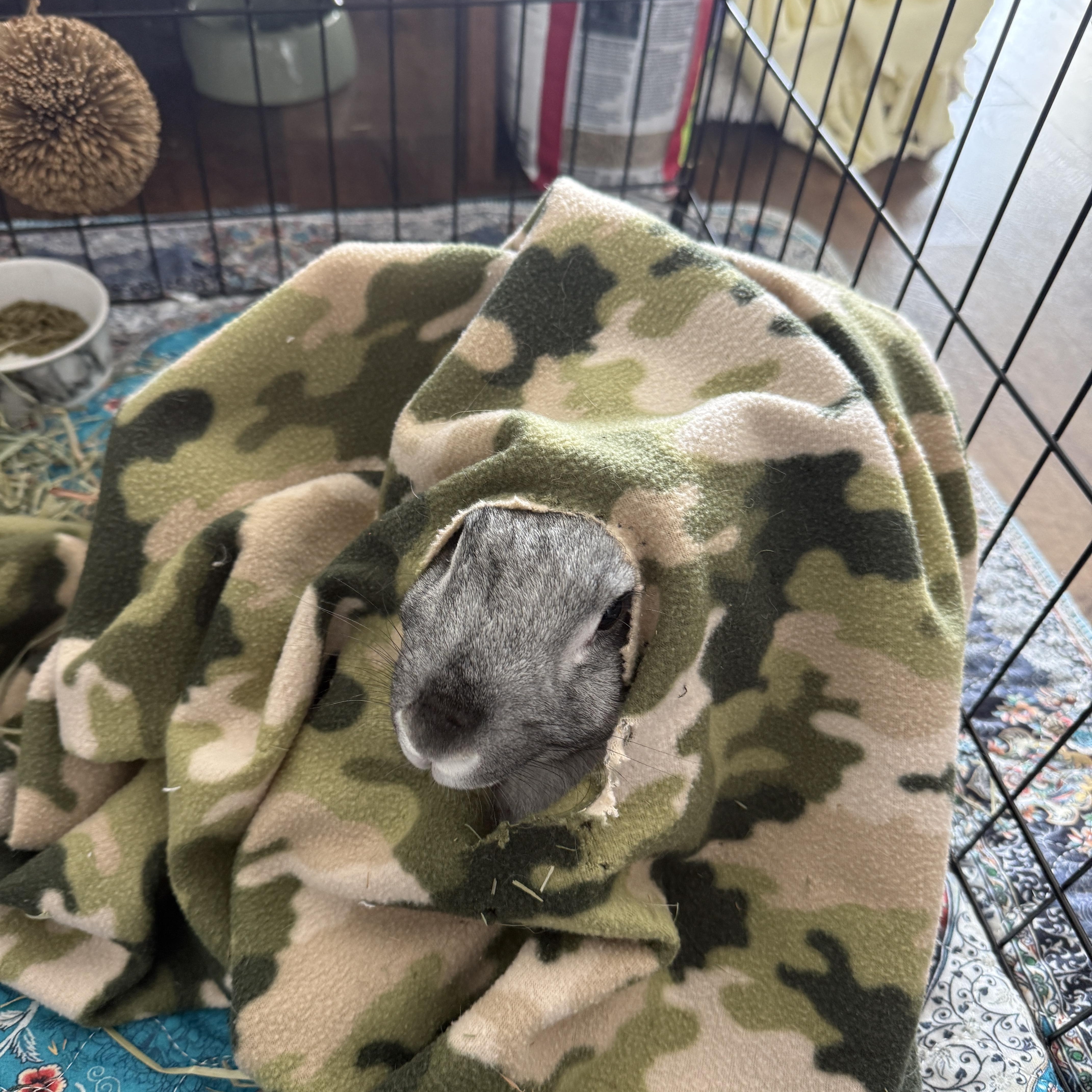 Enlarge Lola , a ADOPTABLE New Zealand in Omaha, NE image 2/3