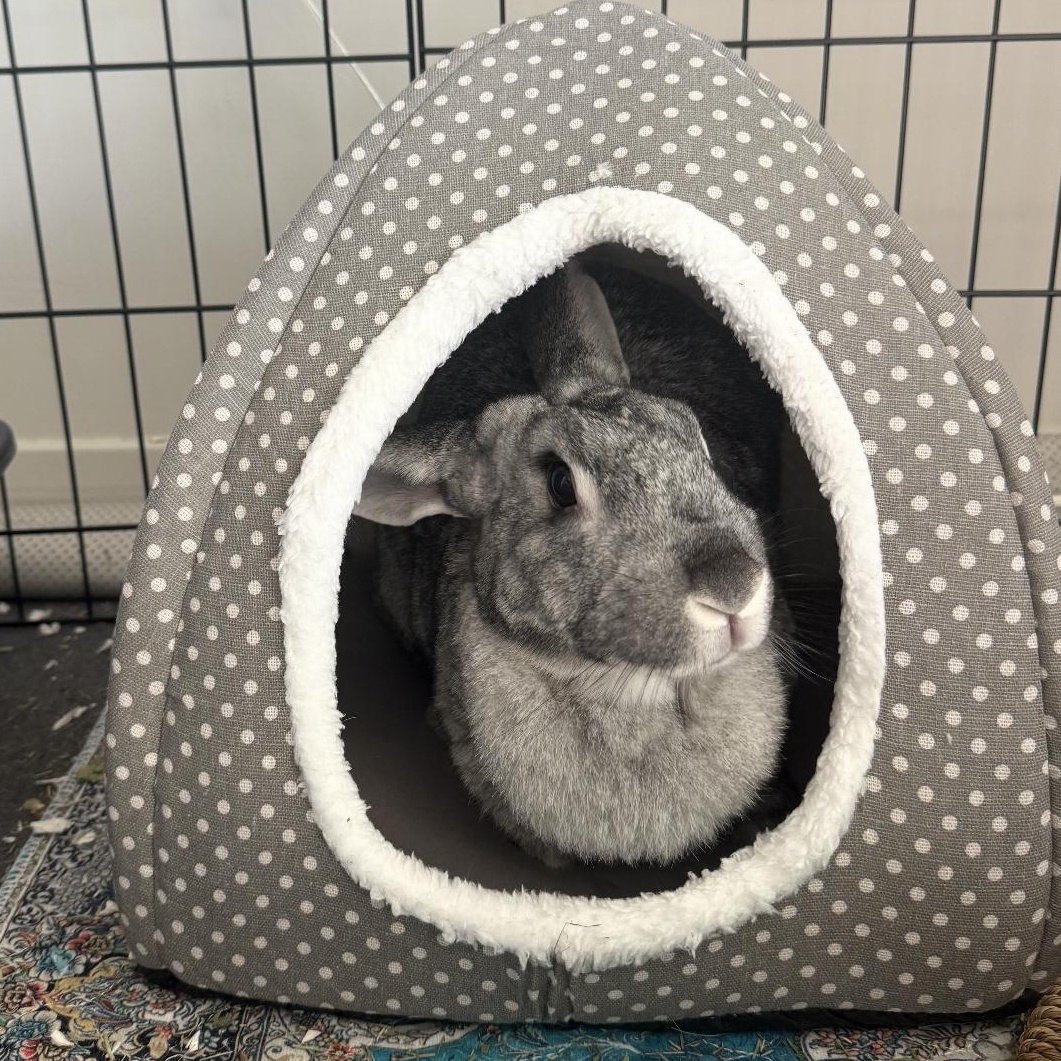 Enlarge Lola , a Adoptable New Zealand in Omaha, NE image 1/5