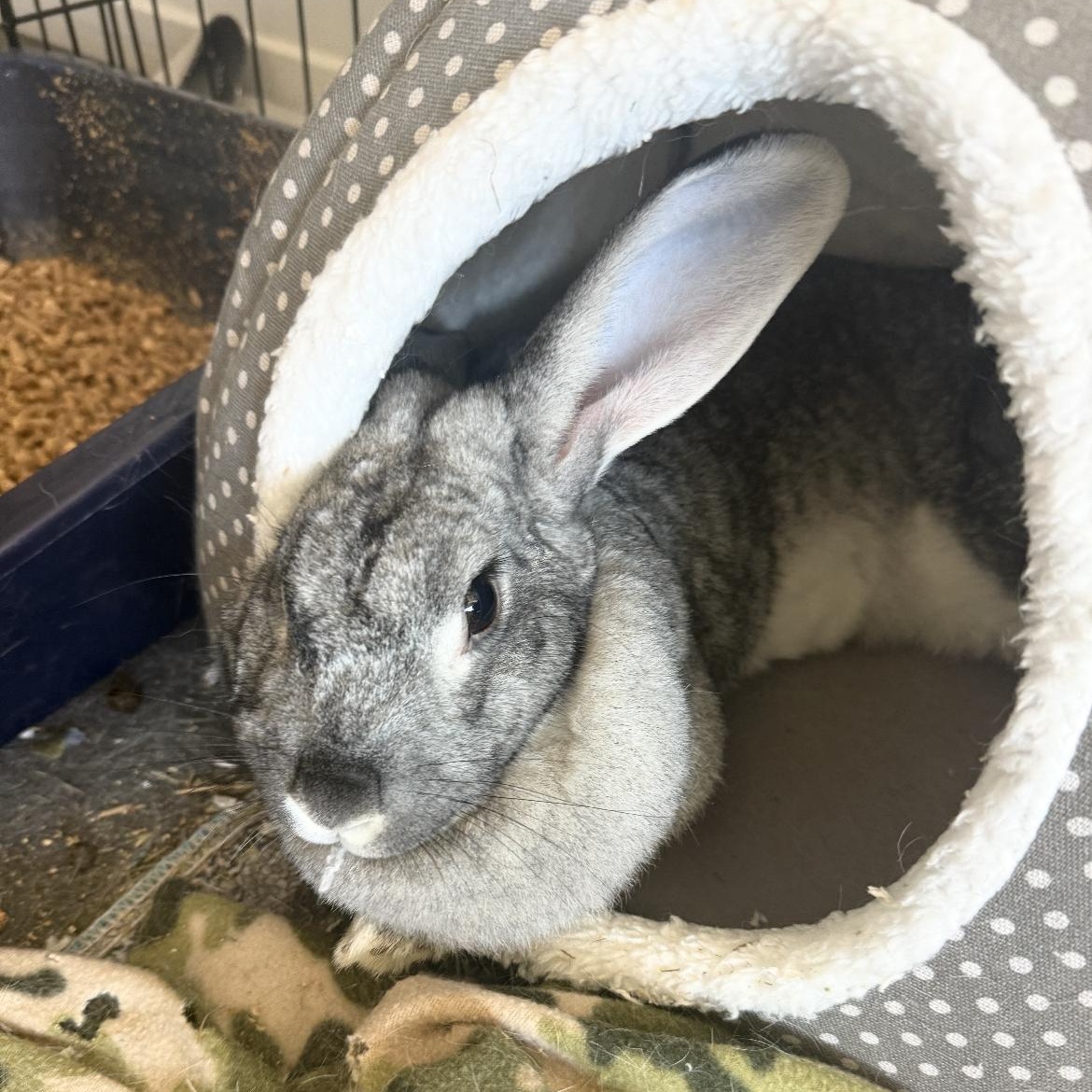 Enlarge Lola , a Adoptable New Zealand in Omaha, NE image 4/5