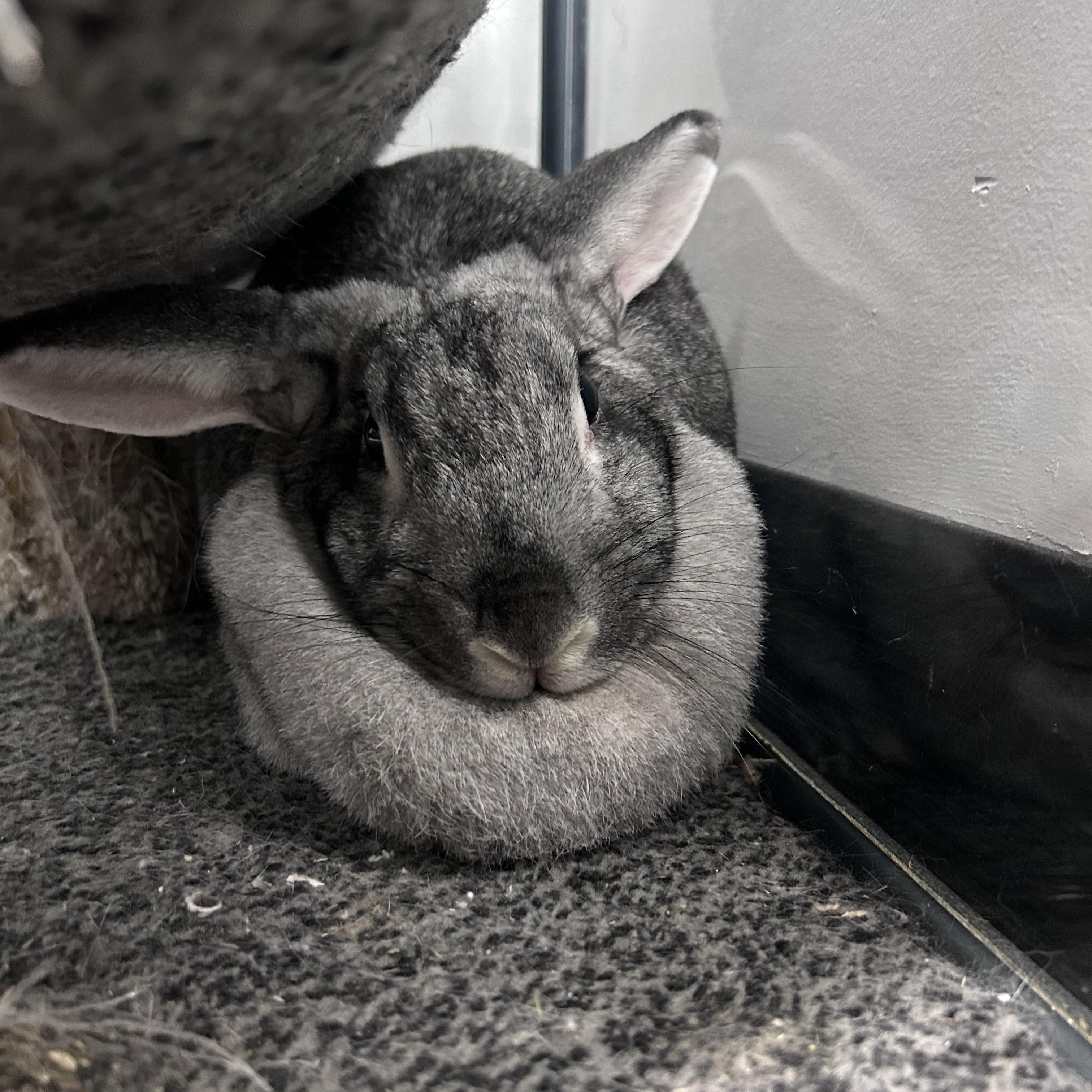 Lola , ADOPTABLE, Adult Female New Zealand.