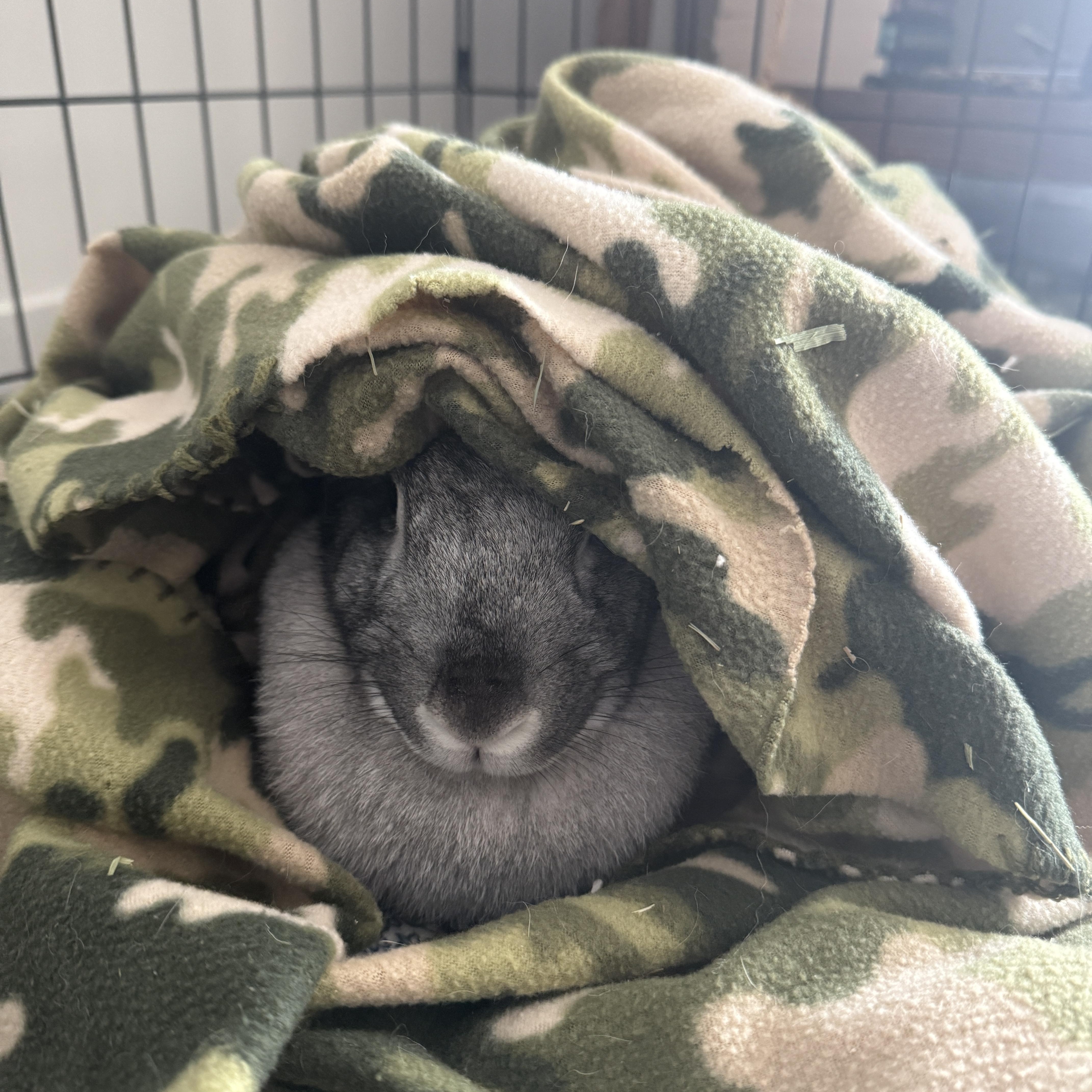 Enlarge Lola , a ADOPTABLE New Zealand in Omaha, NE image 3/3