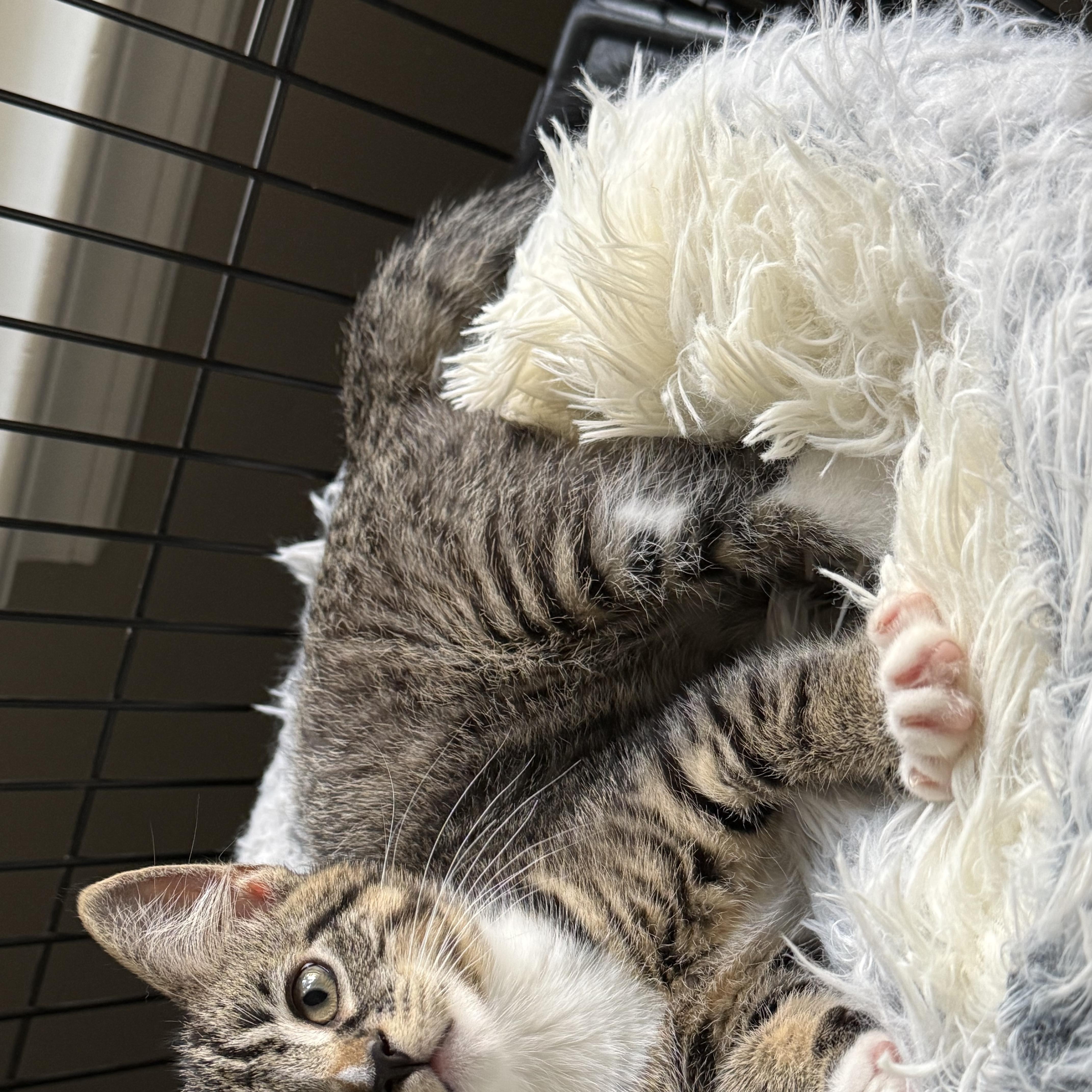 Enlarge FINCH & SPARROW, a ADOPTABLE Domestic Short Hair in Hamilton, NJ image 3/6