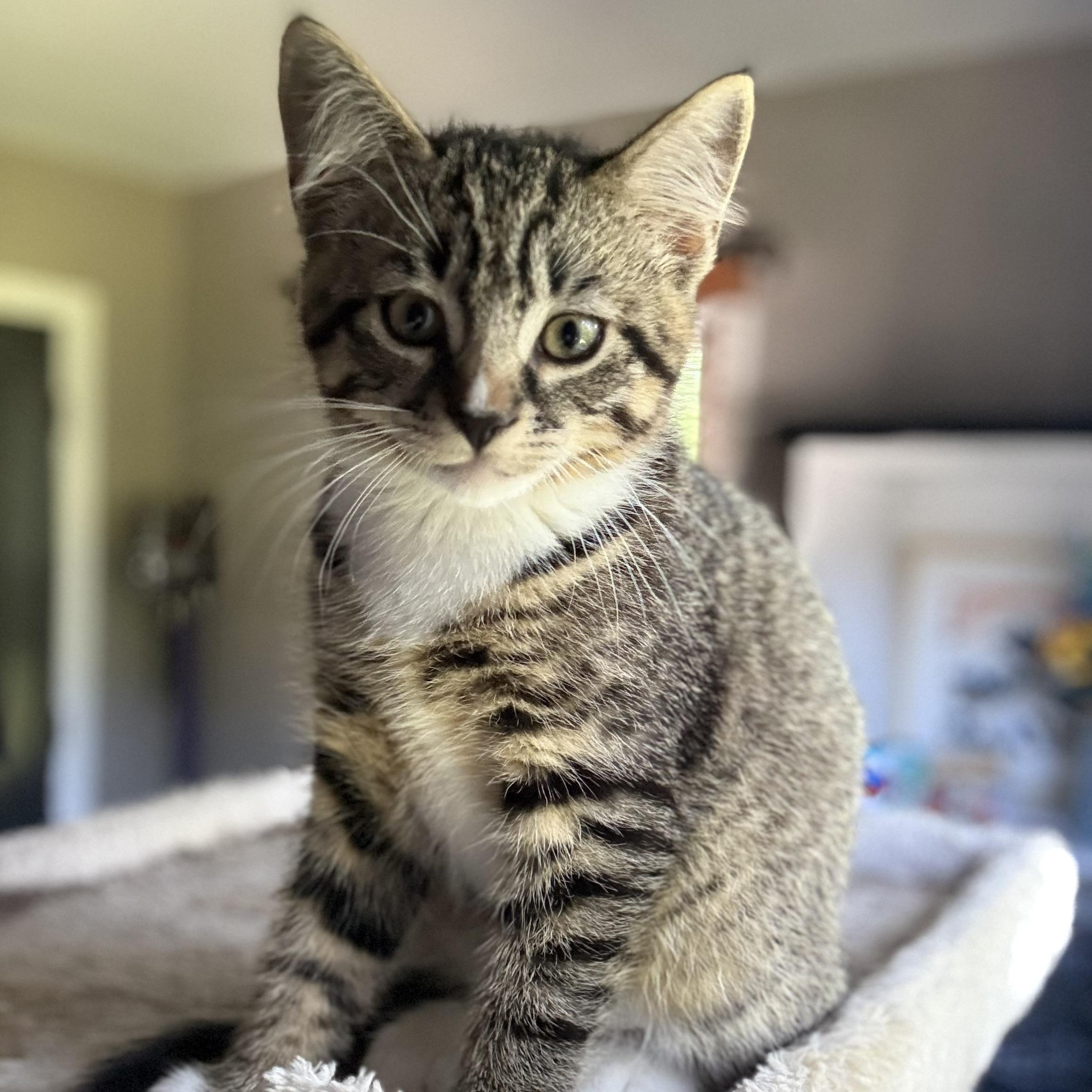 FINCH & SPARROW, ADOPTABLE, Kitten Female Domestic Short Hair.