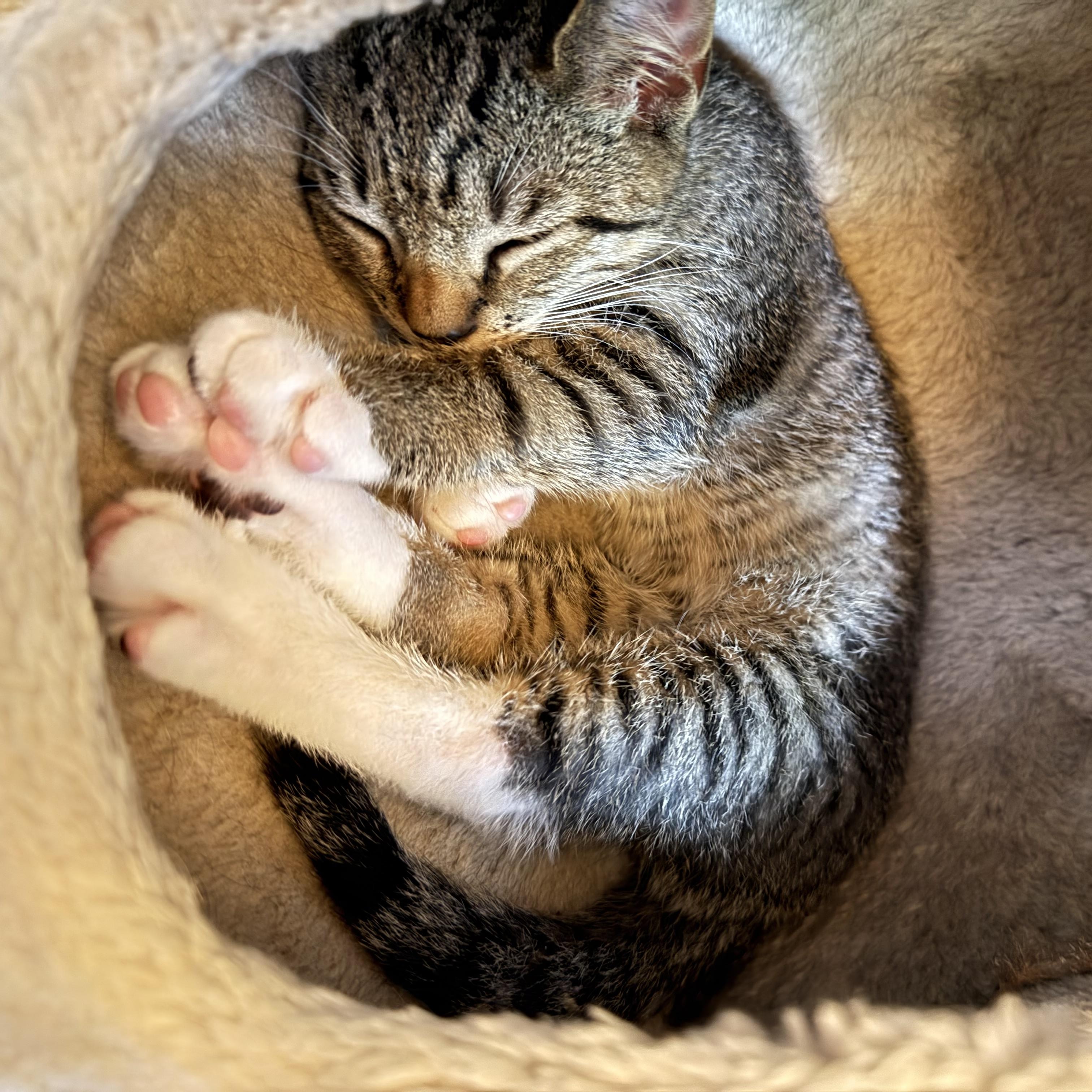 Enlarge FINCH & SPARROW, a ADOPTABLE Domestic Short Hair in Hamilton, NJ image 5/6
