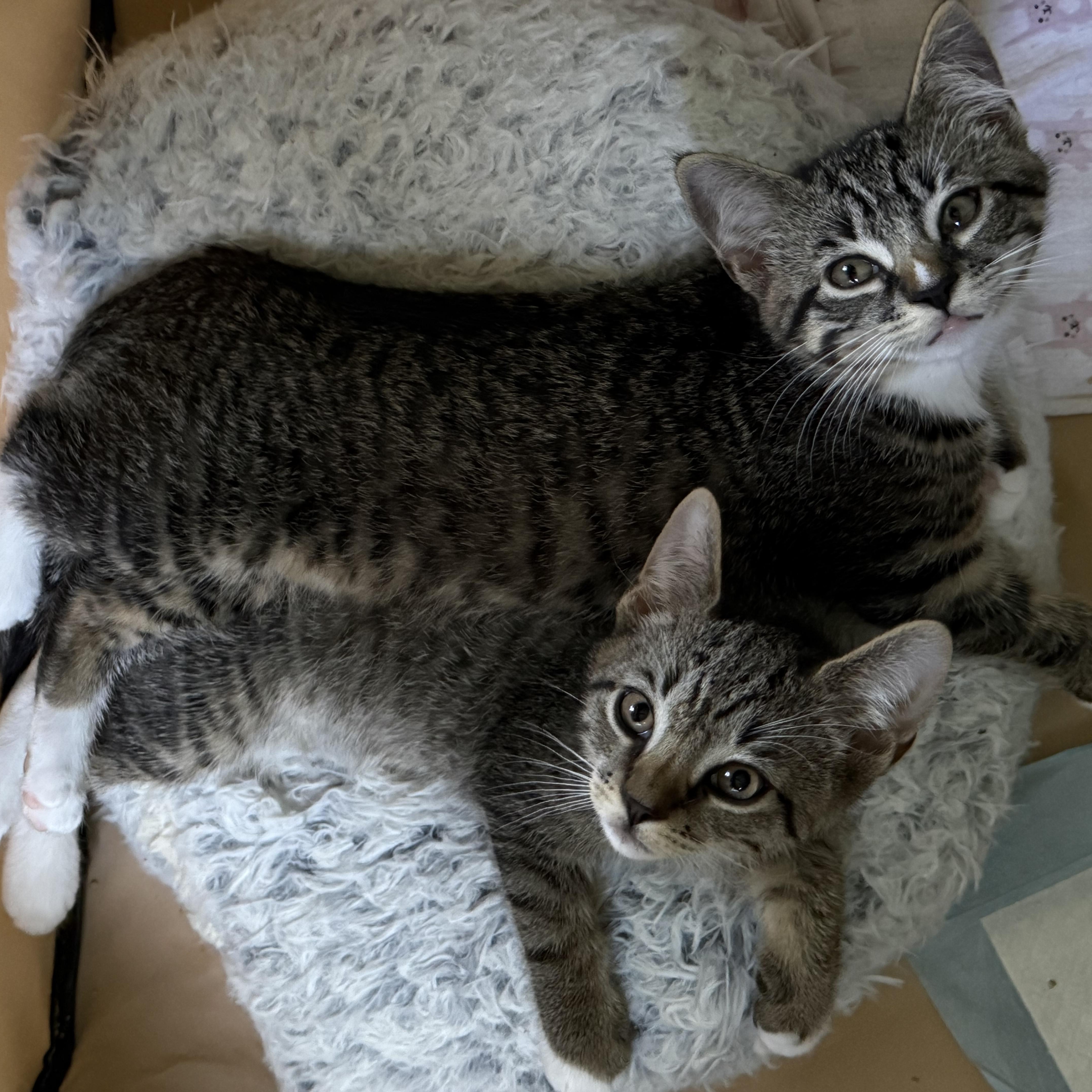 Enlarge FINCH & SPARROW, a ADOPTABLE Domestic Short Hair in Hamilton, NJ image 2/6