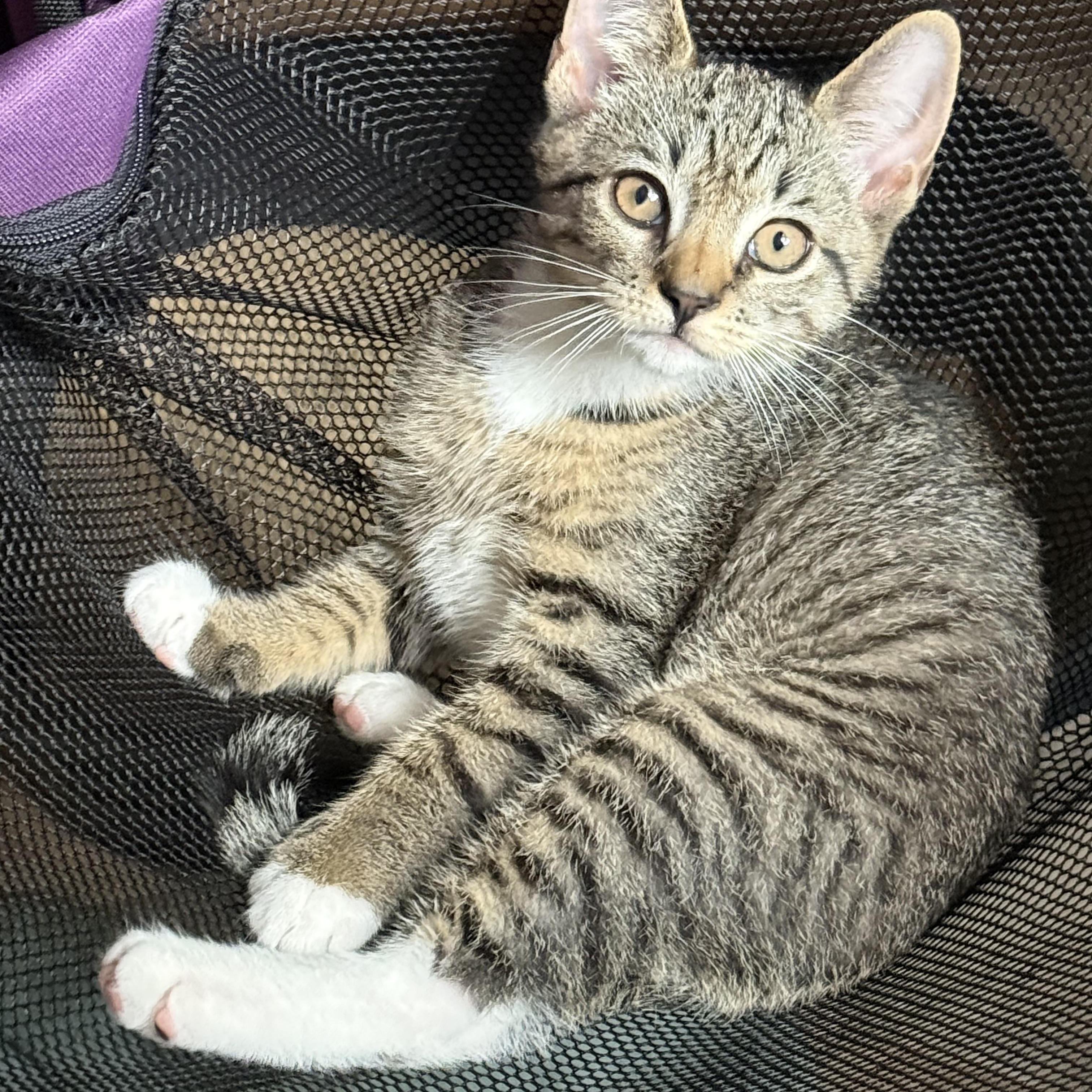 Enlarge FINCH & SPARROW, a ADOPTABLE Domestic Short Hair in Hamilton, NJ image 6/6
