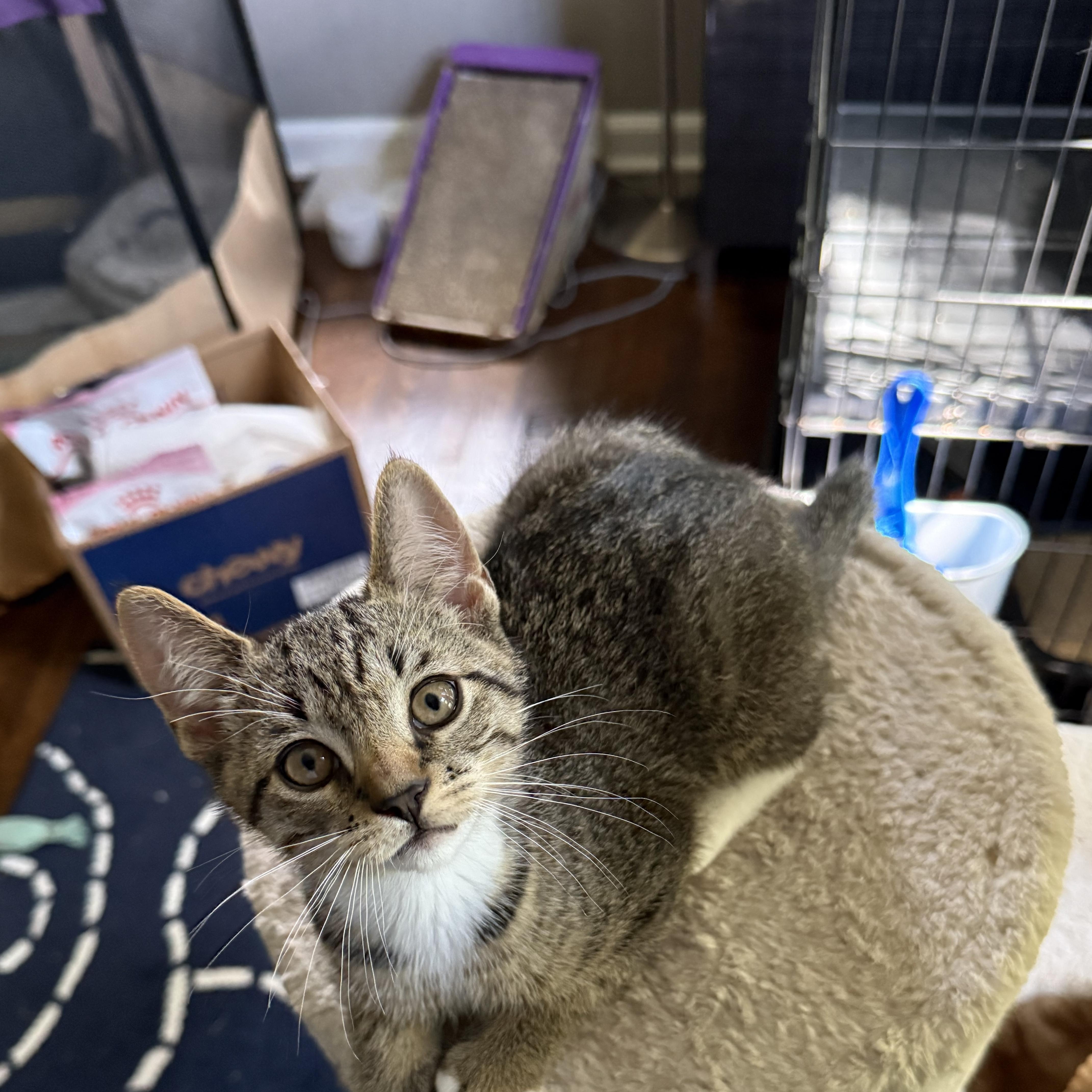 Enlarge FINCH & SPARROW, a ADOPTABLE Domestic Short Hair in Hamilton, NJ image 4/6