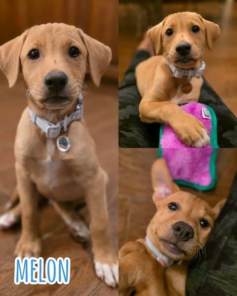 Melon, Adopted, Puppy Male Labrador Retriever.