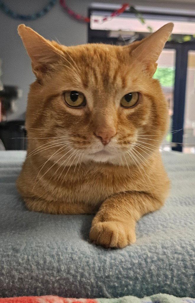Milo, Adoptable, Adult Male Domestic Short Hair.