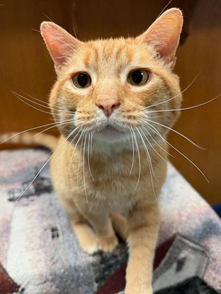 Enlarge Milo, a Adoptable Domestic Short Hair in Lovingston, VA image 2/3
