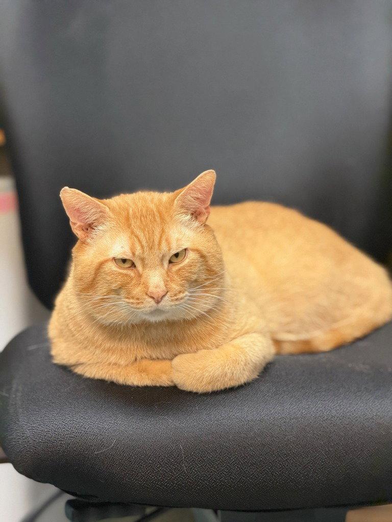 Enlarge Milo, a Adoptable Domestic Short Hair in Lovingston, VA image 3/3