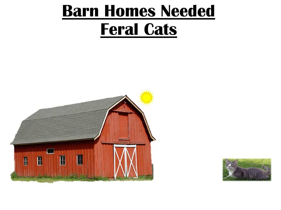AC Barn Homes Needed, Adult Female unknown