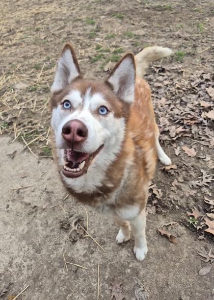 Enlarge Waylon Tucker, an adoptable Husky in Lafayette, IN image 1/1