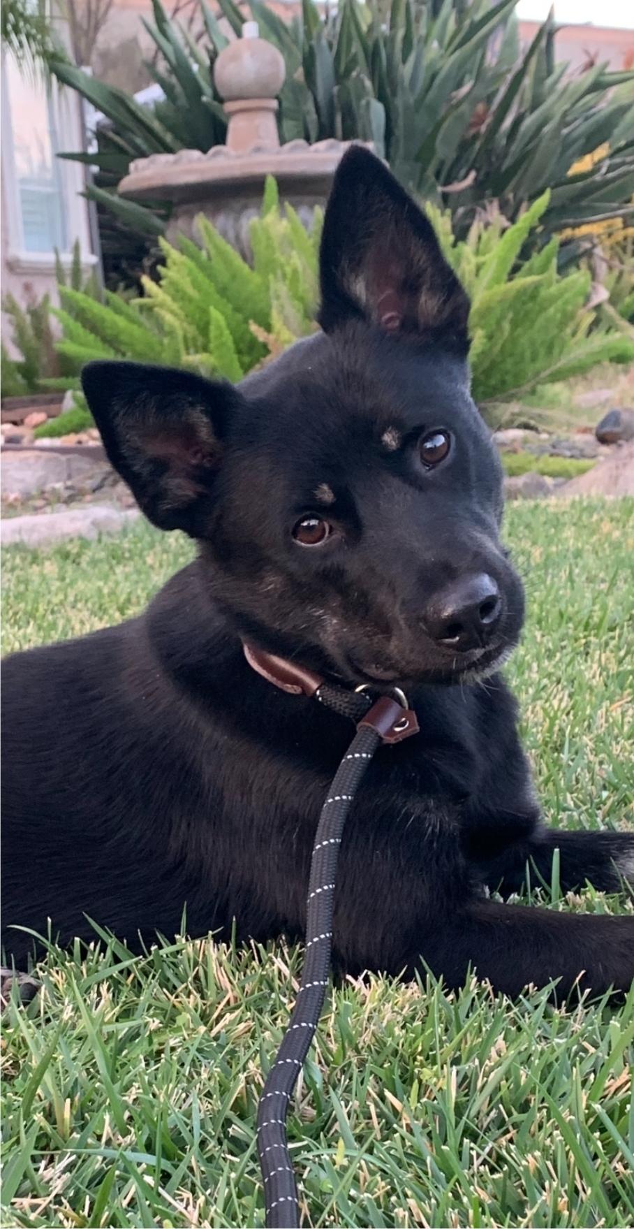Enlarge Gallo, a Adoptable mixed breed in Tracy, CA image 1/3