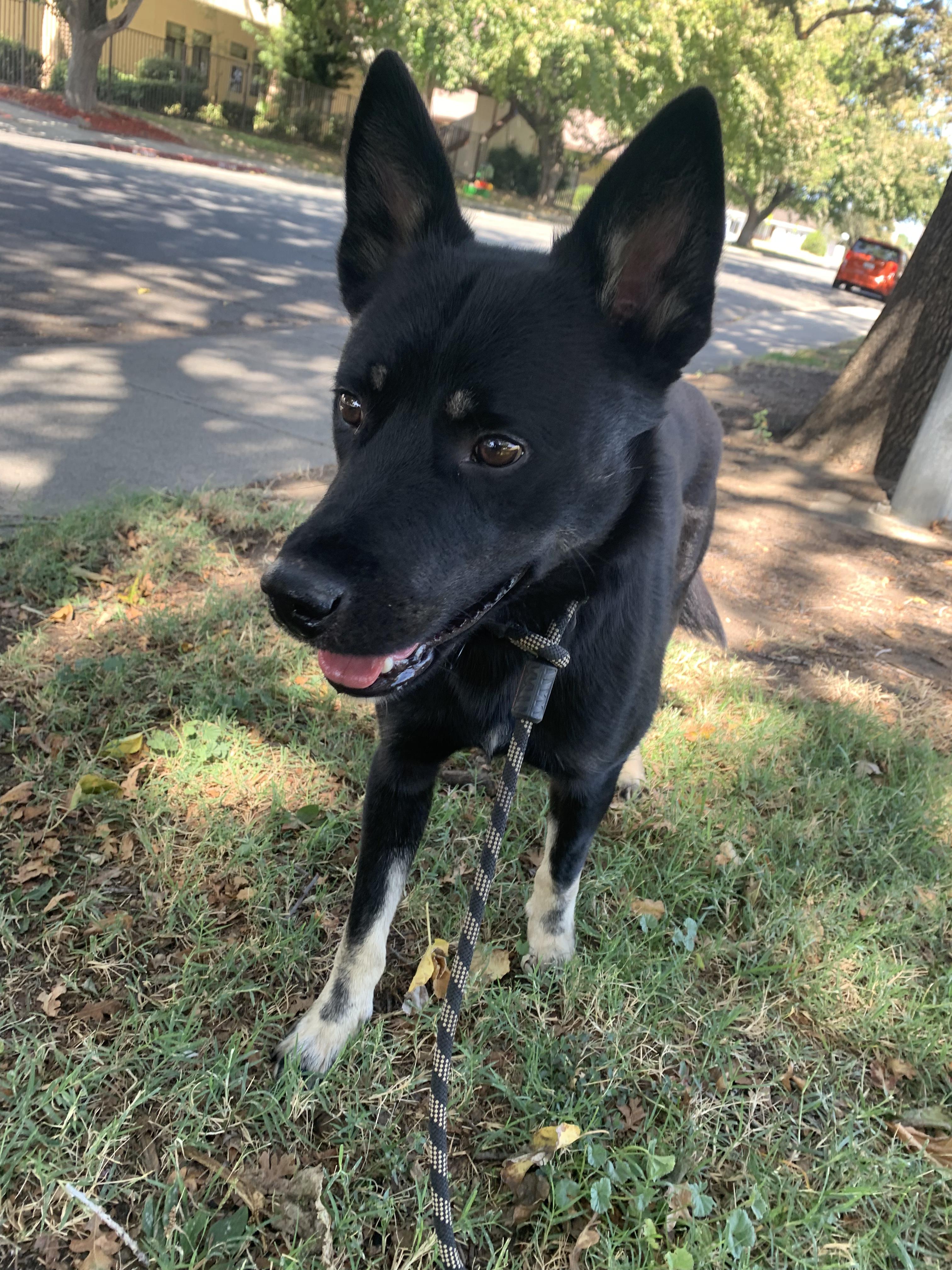 Enlarge Gallo, a Adoptable mixed breed in Tracy, CA image 2/3