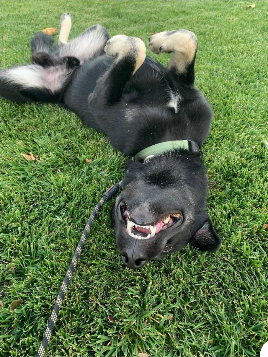 Enlarge Gallo, a Adoptable mixed breed in Tracy, CA image 3/3