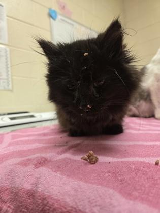 Simon, Adoptable, Kitten Male Domestic Long Hair & Domestic Short Hair.