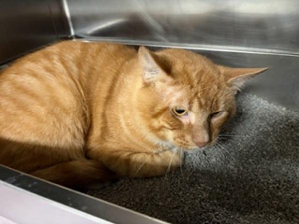Enlarge Apple Jack, a Adoptable mixed breed in Morristown, TN image 1/1
