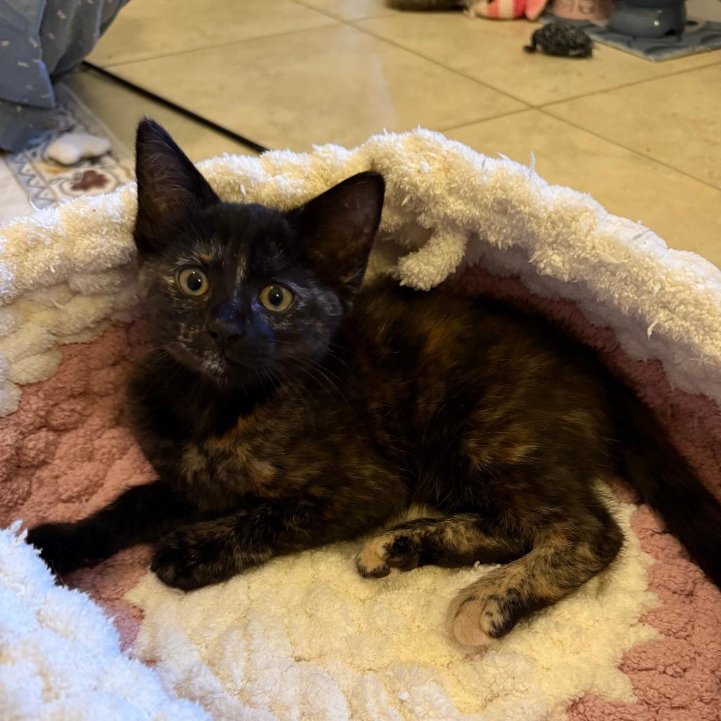 Corvus, Adoptable, Kitten Female Domestic Short Hair.