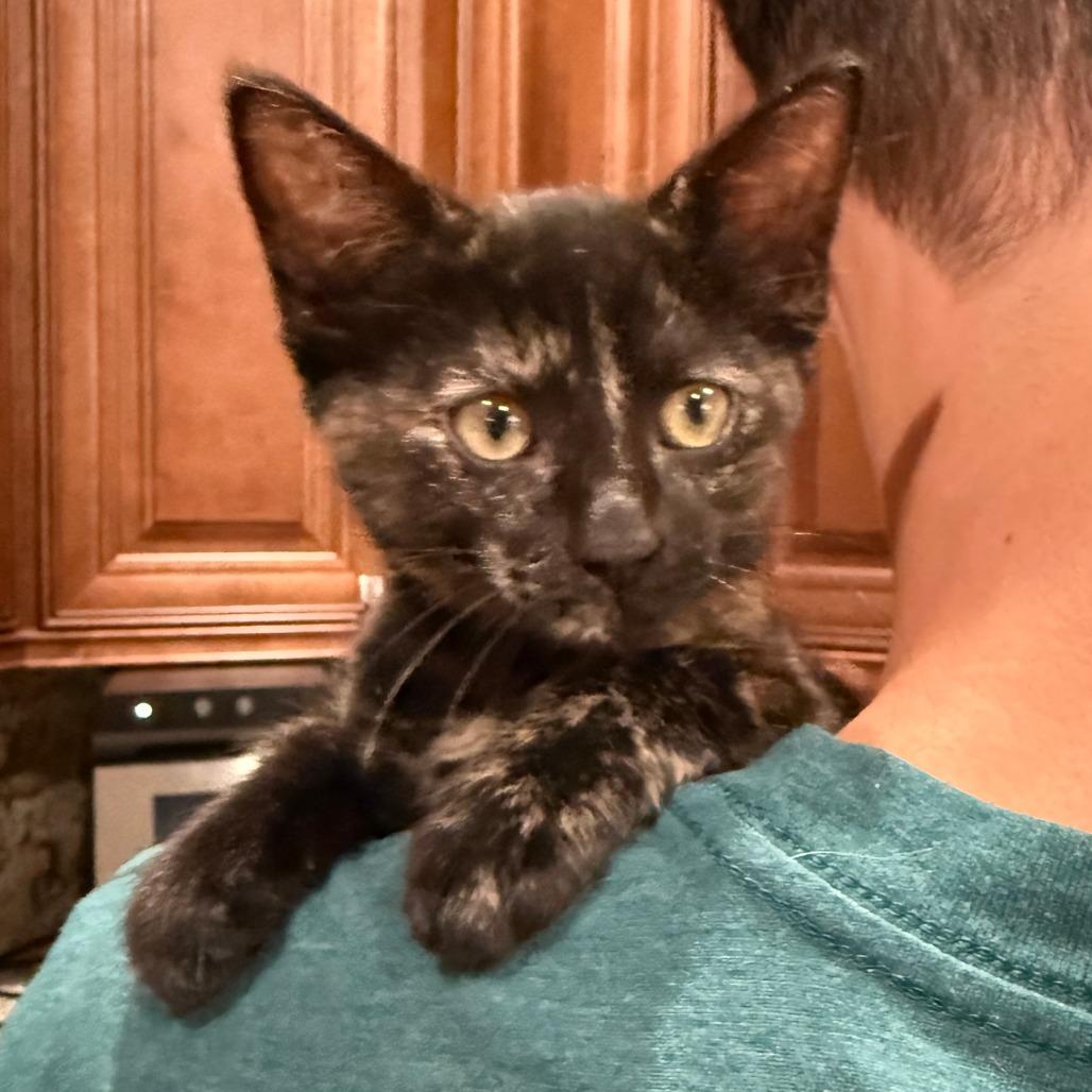 Enlarge Corvus, a Adoptable mixed breed in Jupiter, FL image 1/6