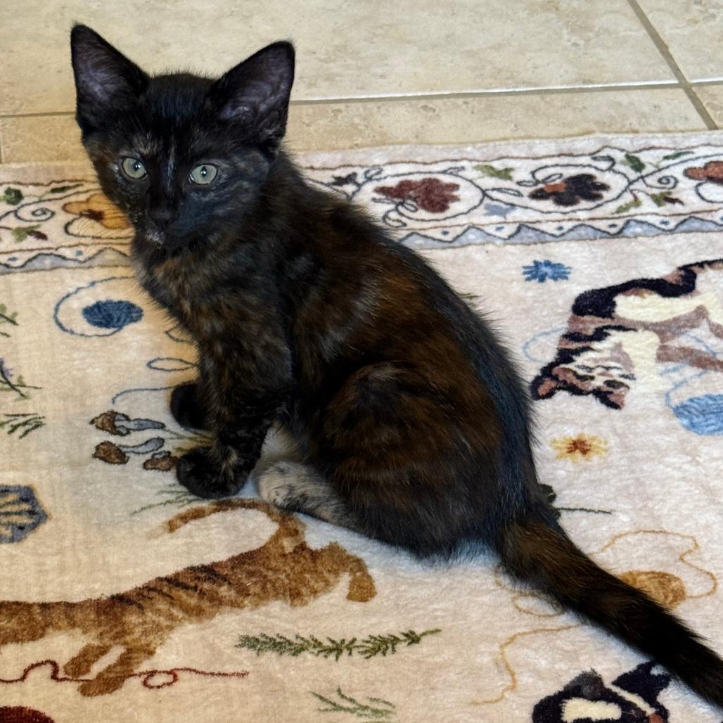 Enlarge Corvus, a Adoptable mixed breed in Jupiter, FL image 2/6