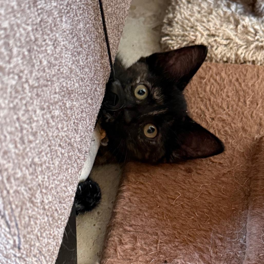 Enlarge Corvus, a Adoptable mixed breed in Jupiter, FL image 3/6