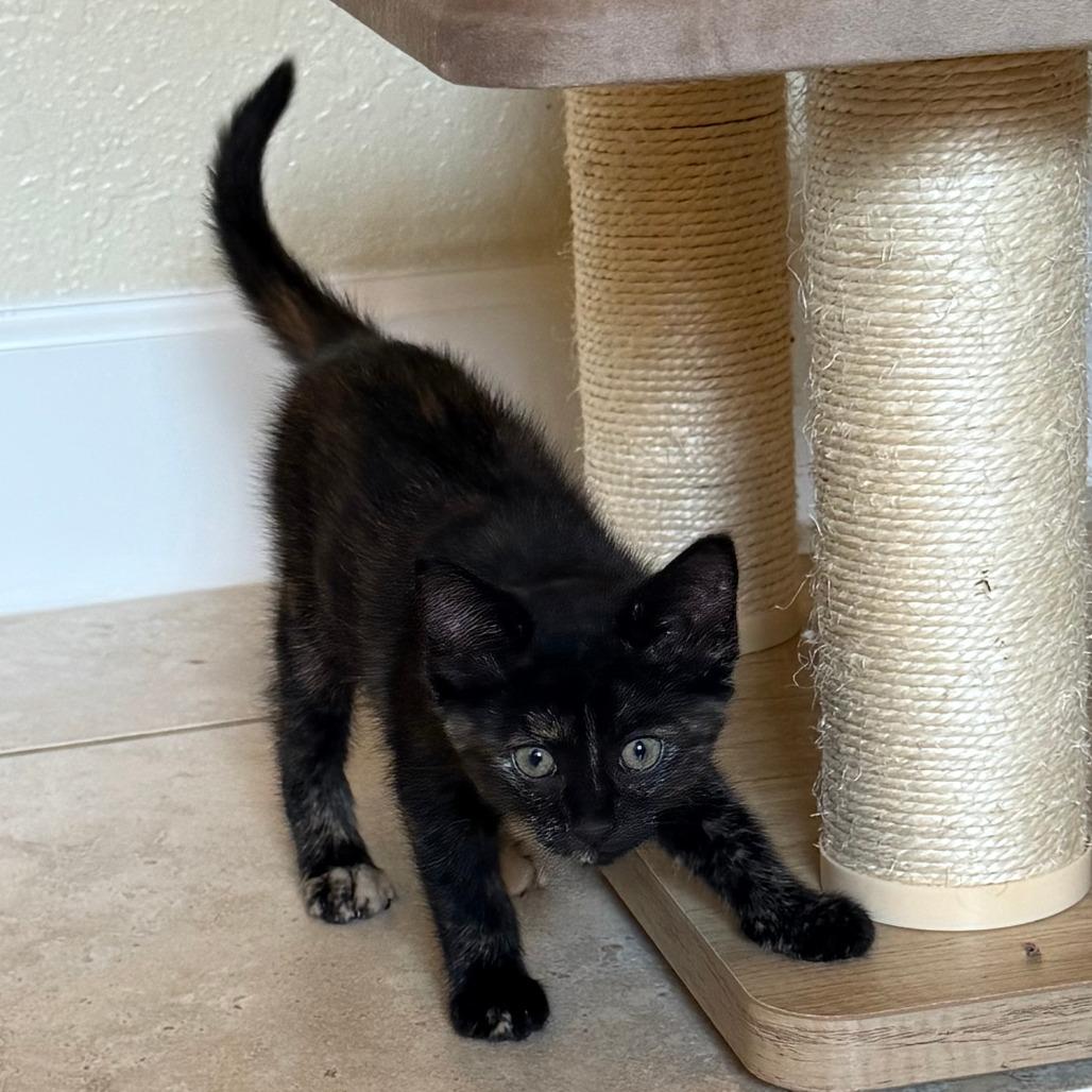 Enlarge Corvus, a Adoptable mixed breed in Jupiter, FL image 4/6