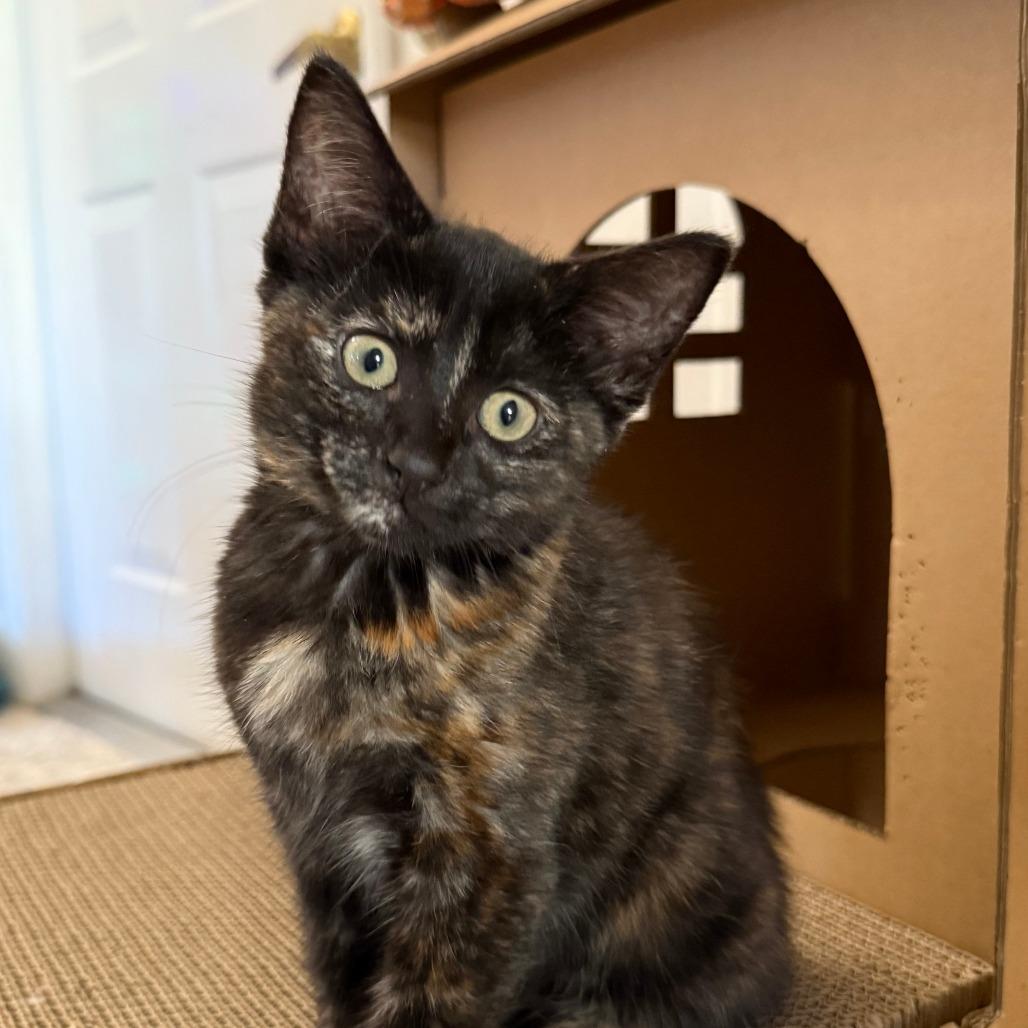 Enlarge Corvus, a Adoptable mixed breed in Jupiter, FL image 5/6