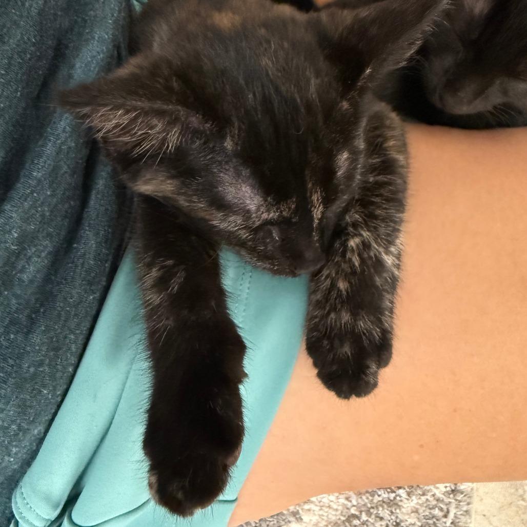 Enlarge Corvus, a Adoptable mixed breed in Jupiter, FL image 6/6