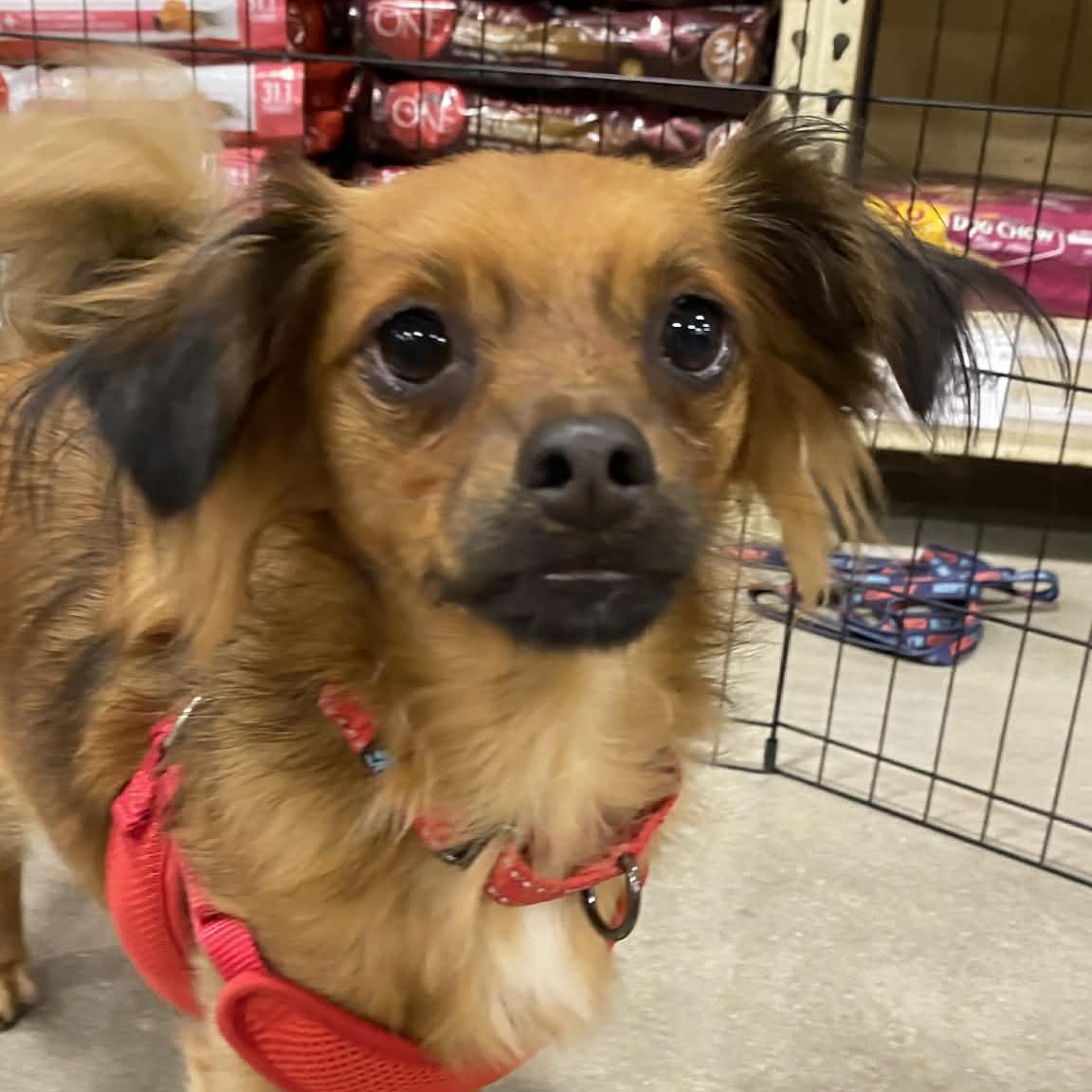 PRINCE, Adoptable, Young Male Chihuahua.