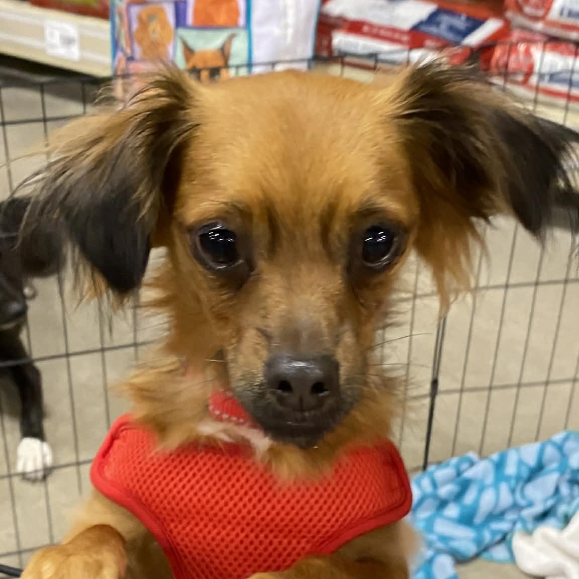 Enlarge PRINCE, a Adoptable mixed breed in Largo, FL image 2/6