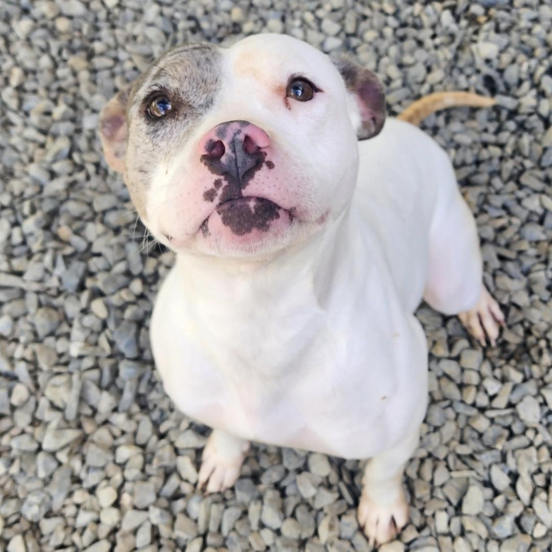 Juliet, Adoptable, Adult Female American Staffordshire Terrier.