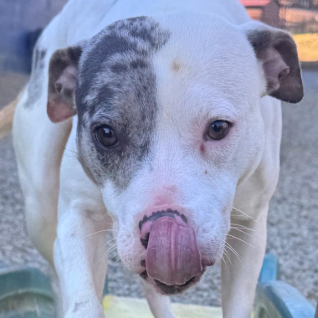 Juliet, Adoptable, Adult Female American Staffordshire Terrier.