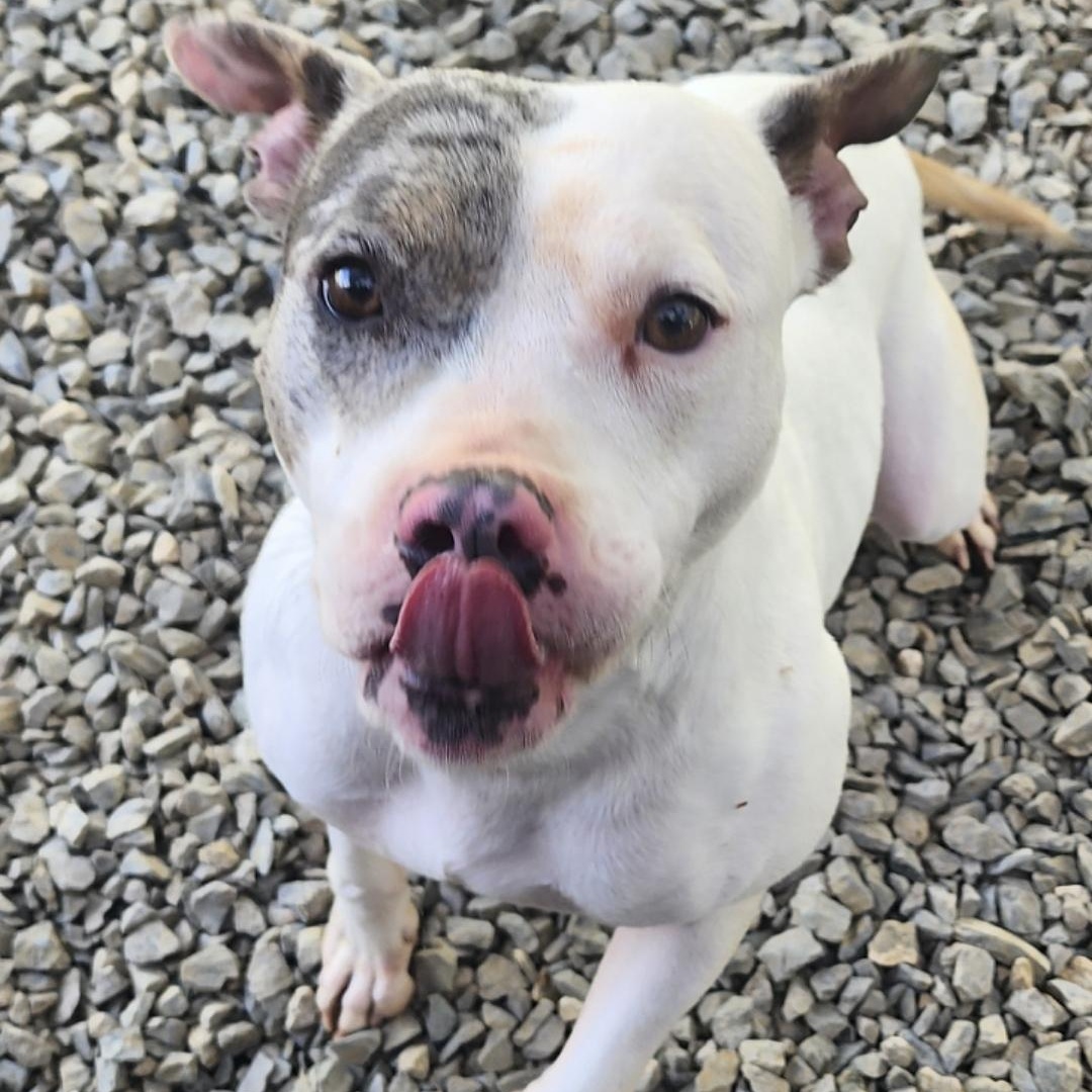 Enlarge Juliet, a Adoptable mixed breed in Chuckey, TN image 3/4