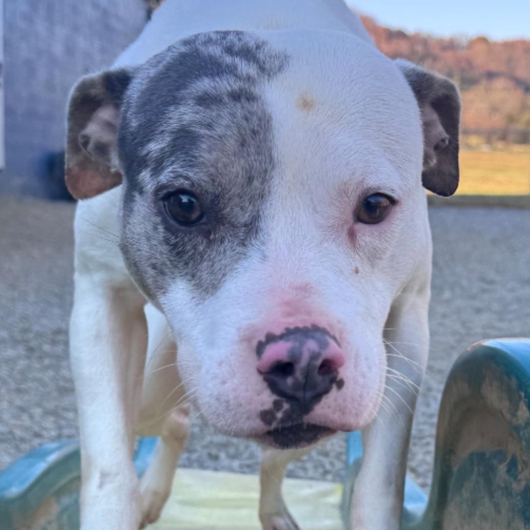 Enlarge Juliet, a Adoptable mixed breed in Chuckey, TN image 4/4