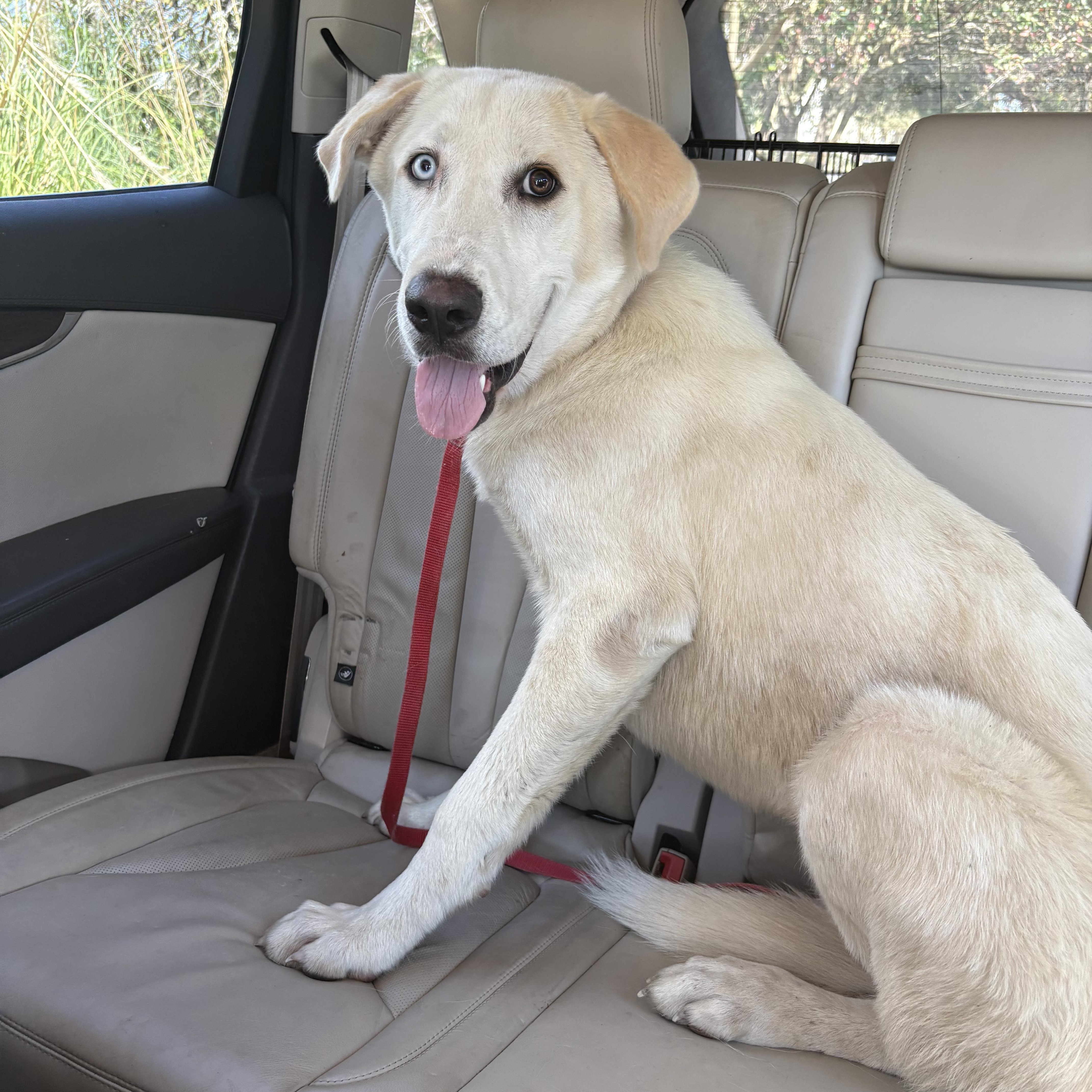 Enlarge Gus, a Adoptable mixed breed in Covington, LA image 2/3