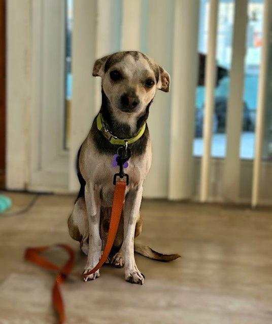 Taz, a Adoptable mixed breed in East Derry, NH image 1/3