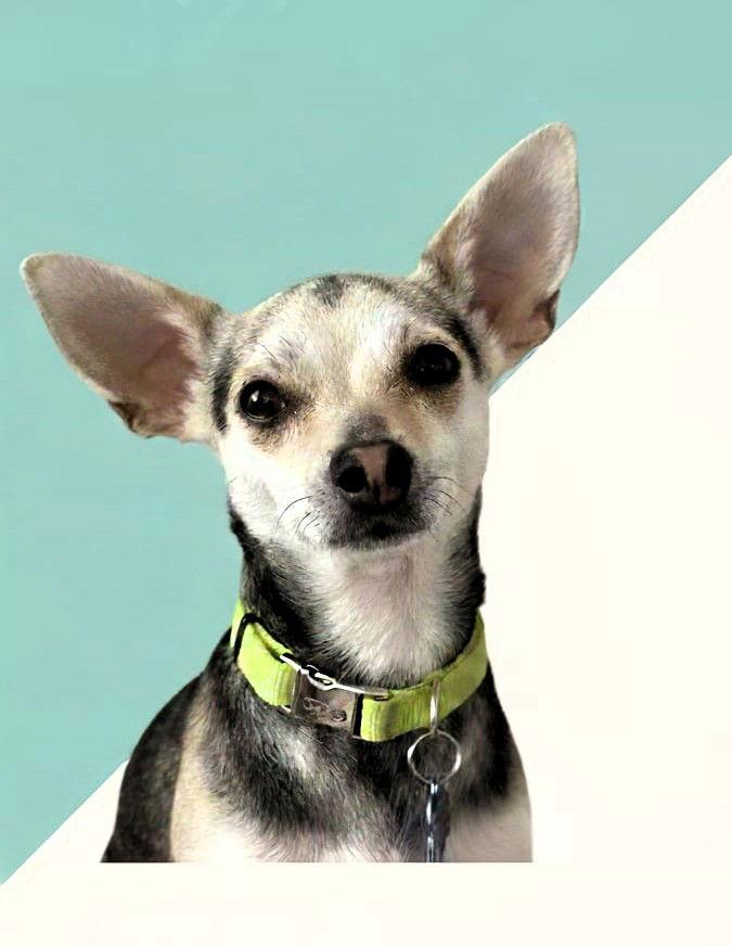 Taz, a Adoptable mixed breed in East Derry, NH image 2/3