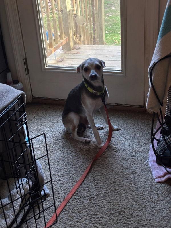 Taz, a Adoptable mixed breed in East Derry, NH image 3/3