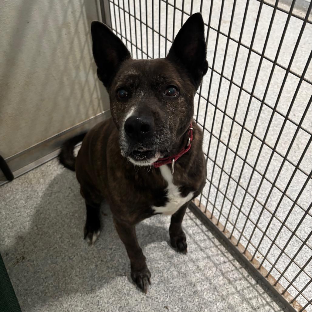 Ralph, Adoptable, Senior Male Mixed Breed.