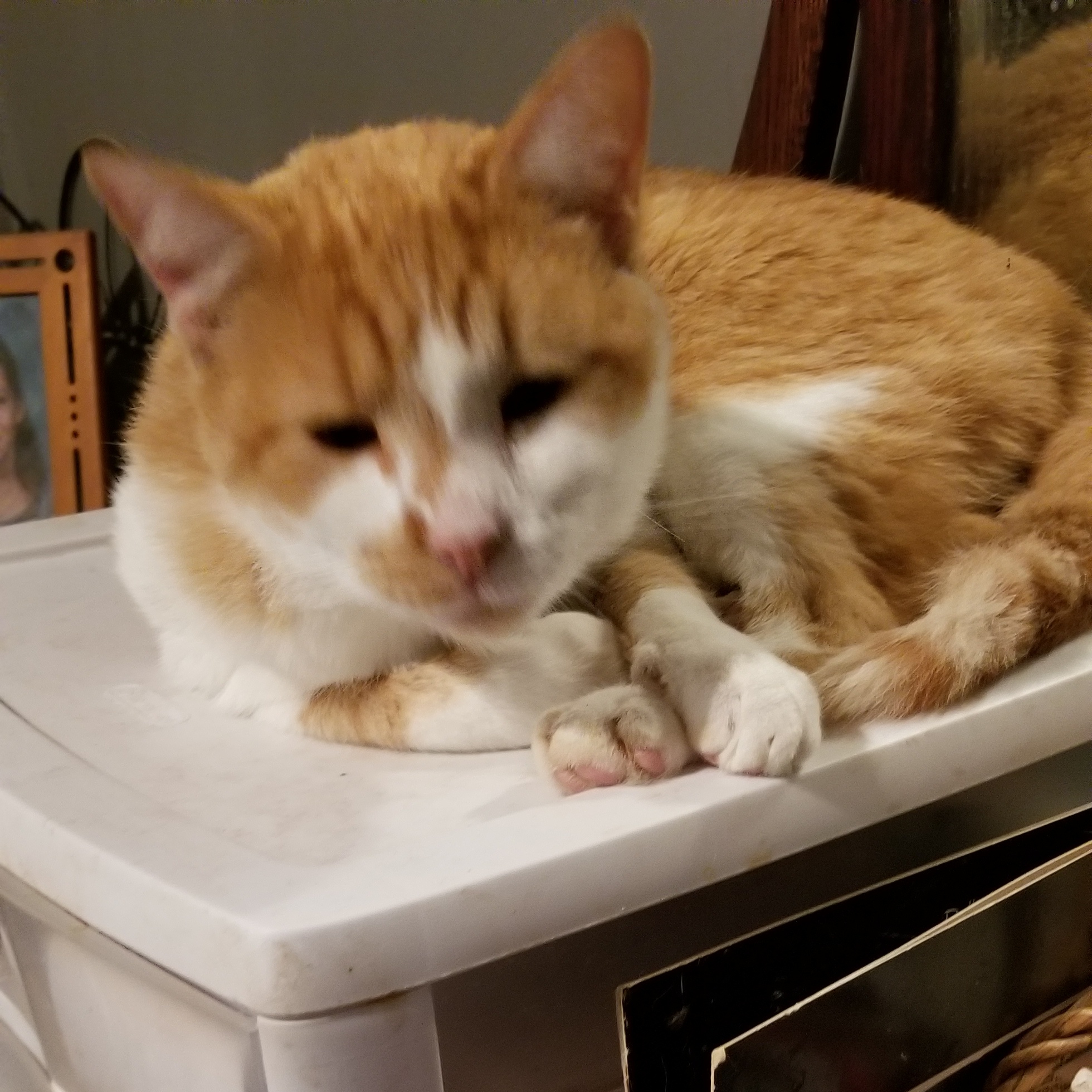 Enlarge Cheeto, a Adoptable mixed breed in Hartford, KY image 1/1