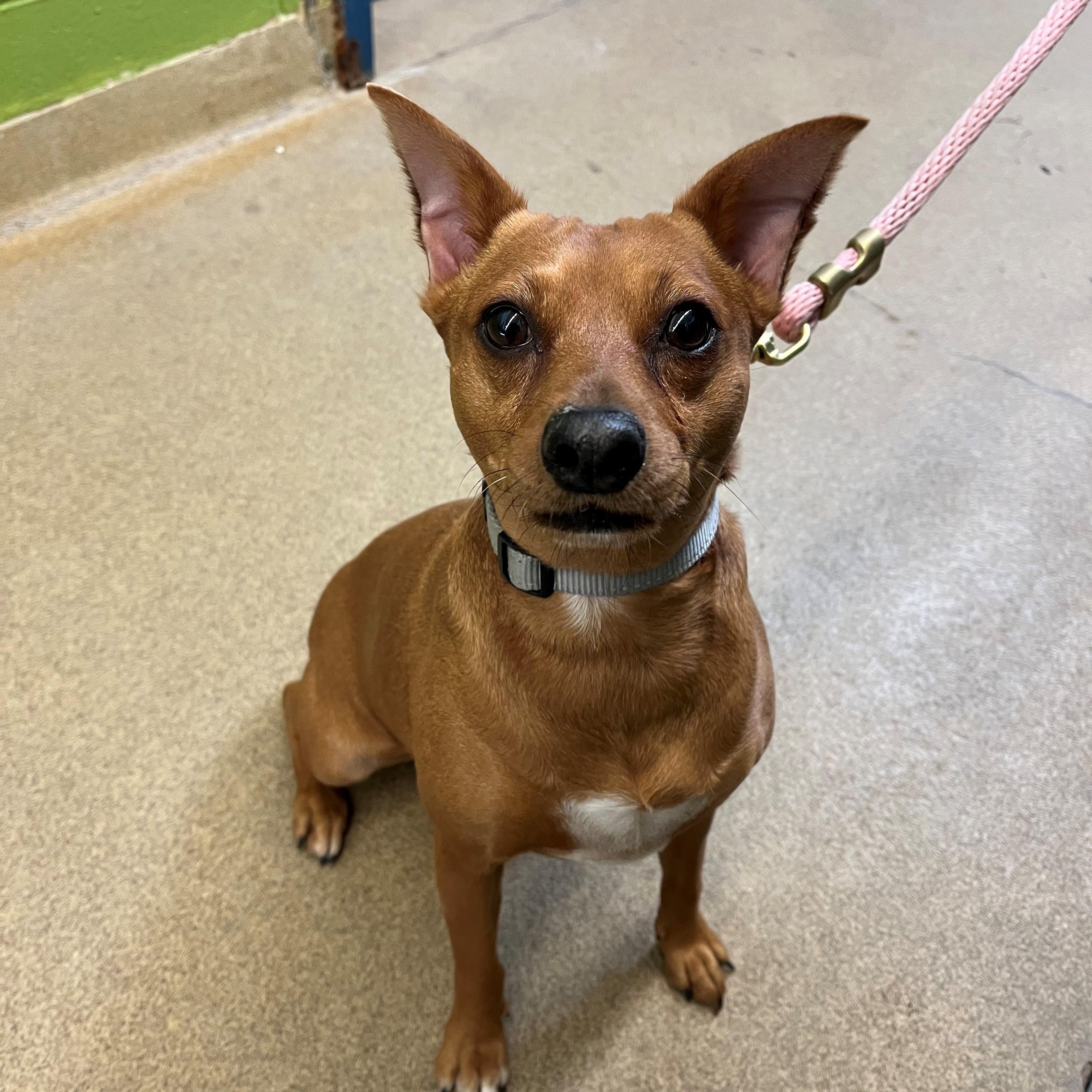 Enlarge Emma, an adopted Miniature Pinscher in East Northport, NY image 1/1