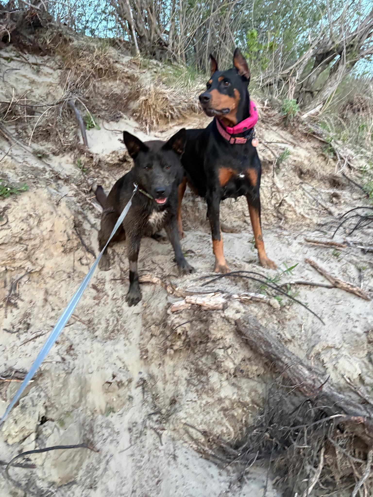 Journey, Adoptable, Adult Female Doberman Pinscher.